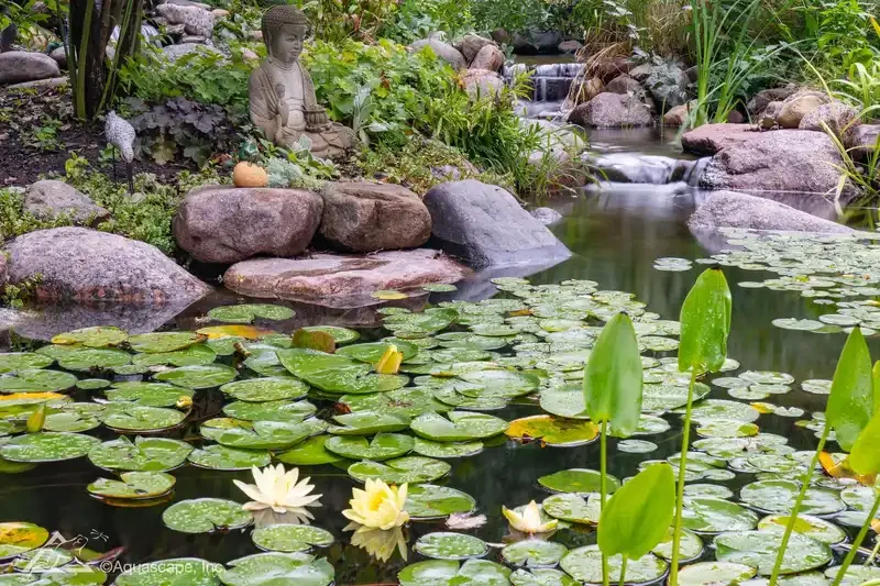 A tranquil garden pond with water lilies and yellow flowers, surrounded by rocks and lush greenery, including a Buddha statue on the left side and a small waterfall in the background.