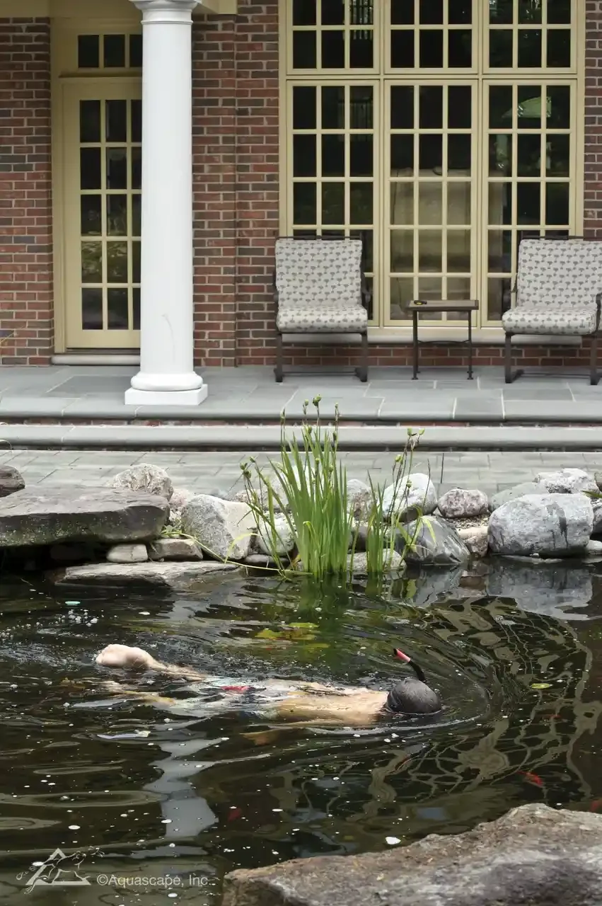 A pond with floating plants and a black swan swimming, in front of a patio with two chairs, a small table, and large windows behind a brick house.