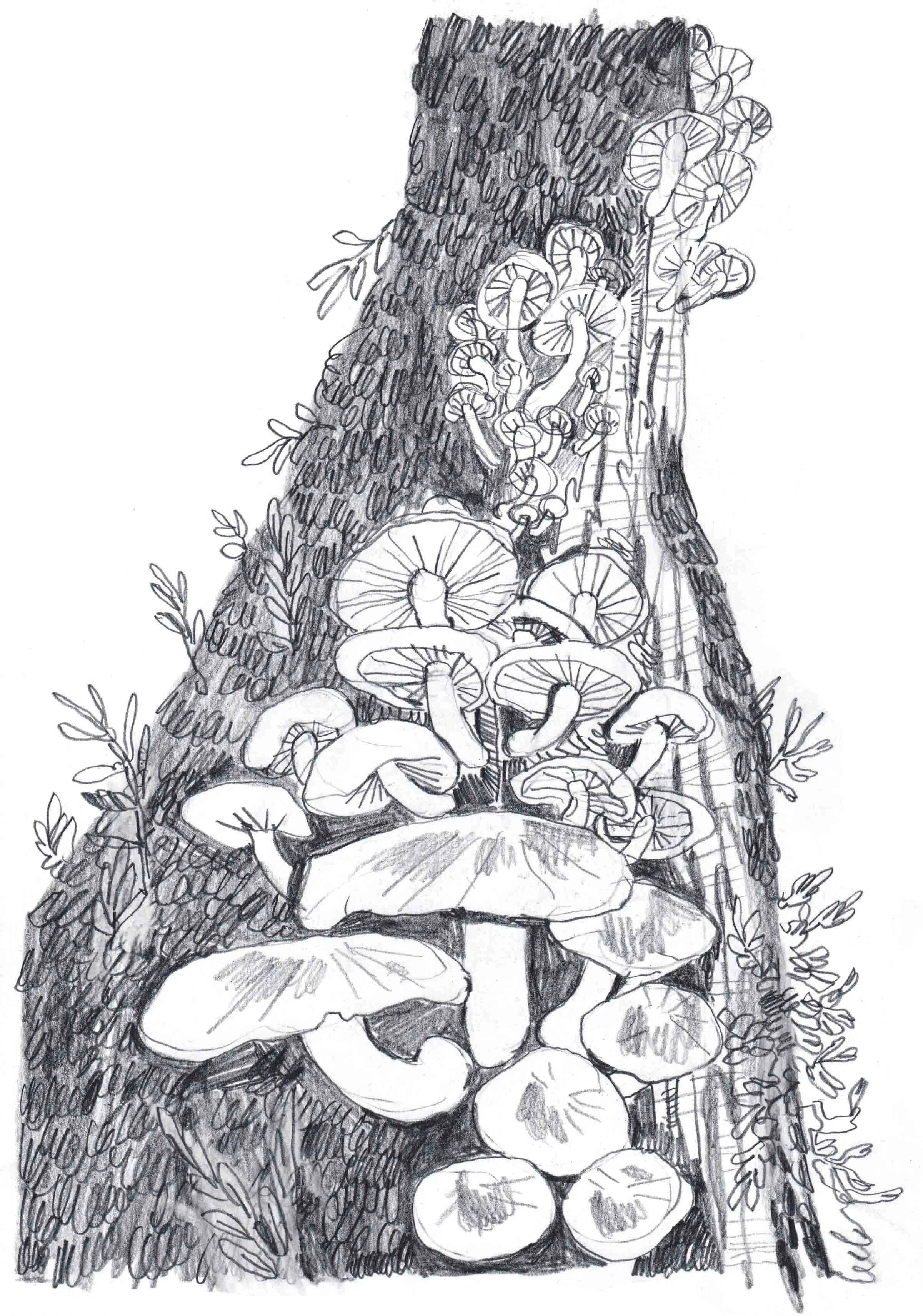 Walk through the Woods