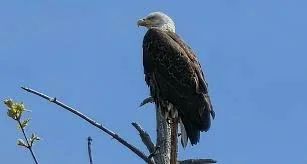 A bird of prey perched on a tree branch against a clear blue sky.