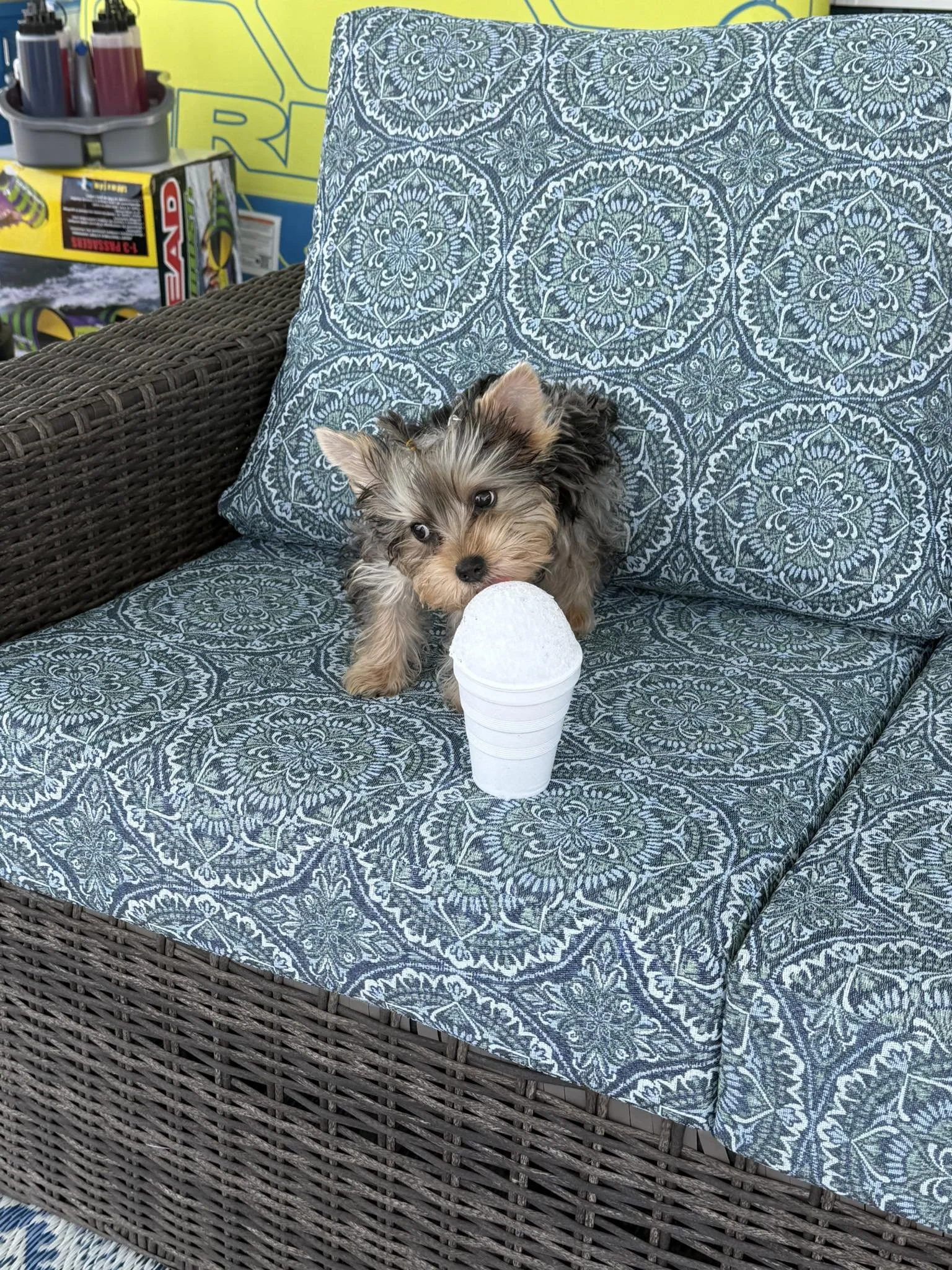 A small puppy with fluffy brown, black, and gray fur is laying on a patterned cushion on a wicker outdoor sofa. In front of the puppy, there is a white Styrofoam cup. Behind the sofa, there are colorful items including a box of model rockets, soda bottles, and other items, indicating an outdoor setting.