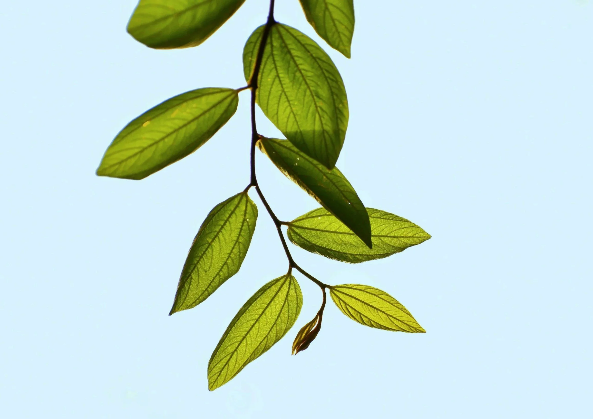 Close-up of a hanging branch with green leaves against a clear blue sky.