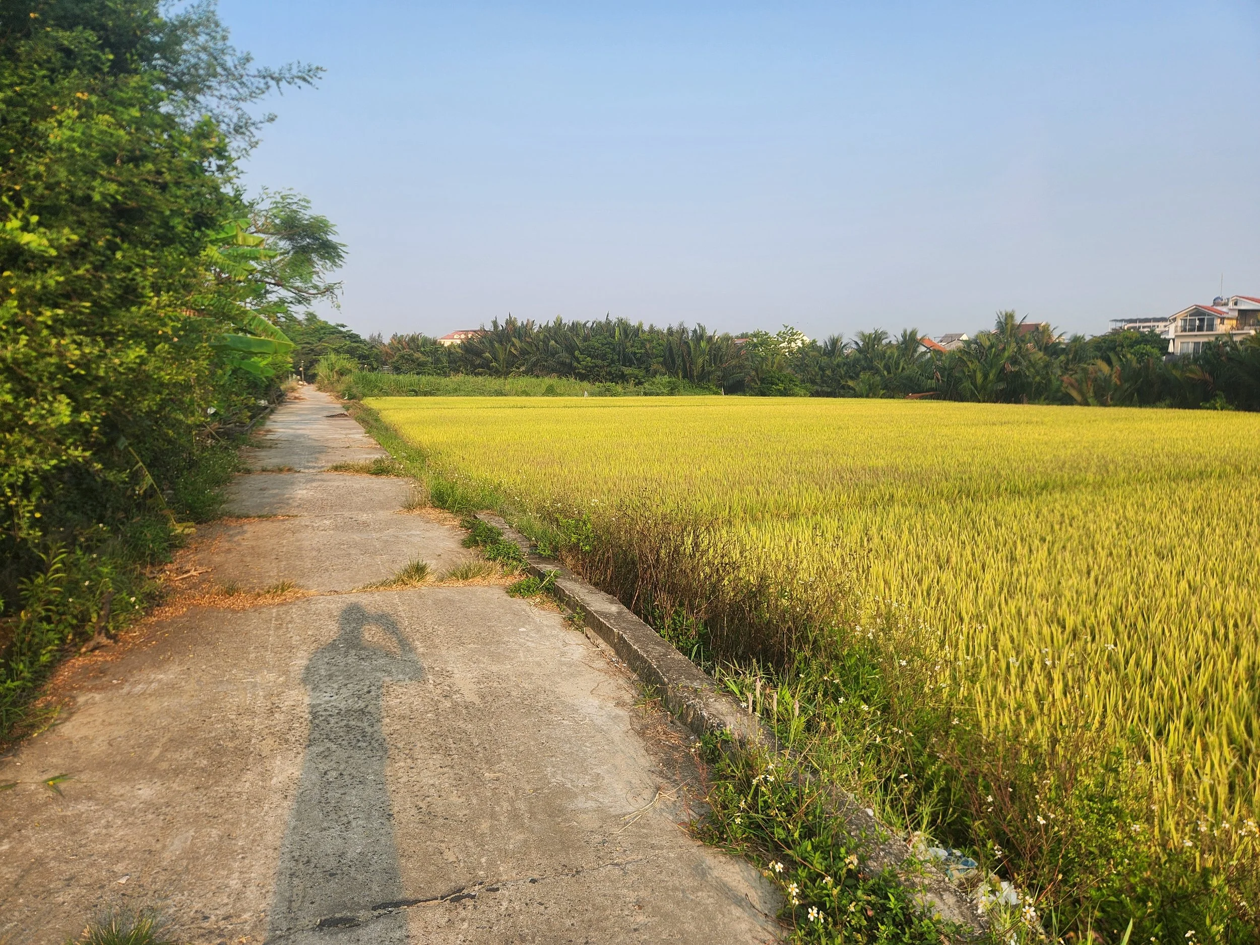Local fields early morning on the way to the gym