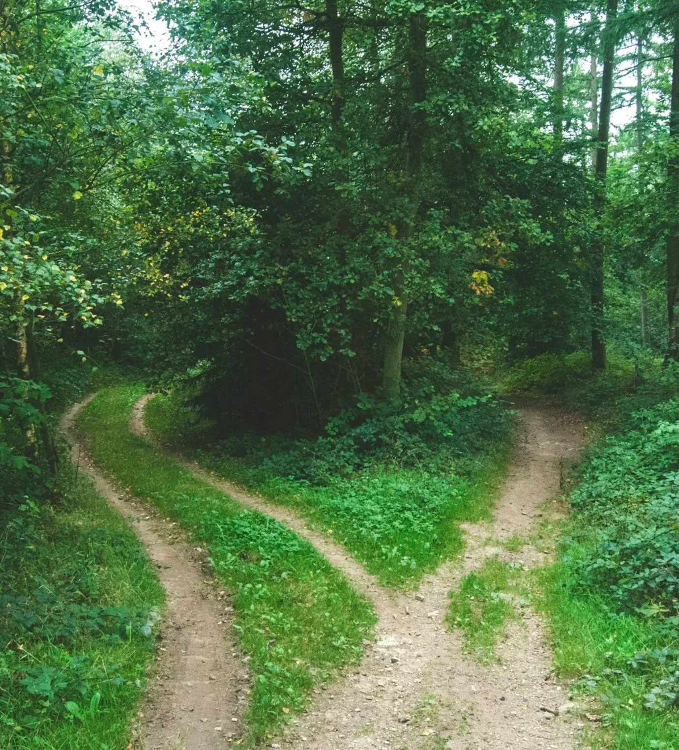 A fork in a dirt trail in a lush green forest with dense trees and shrubs.