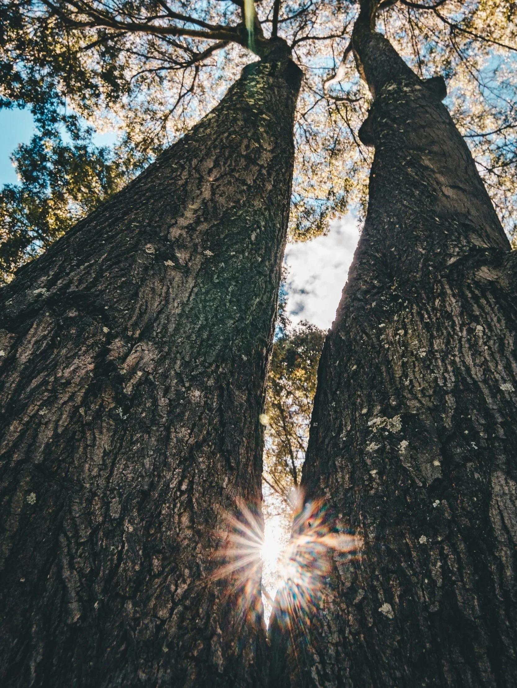 Close-up view of two tall trees looking upward, with the sun shining between them and a partly cloudy sky in the background.