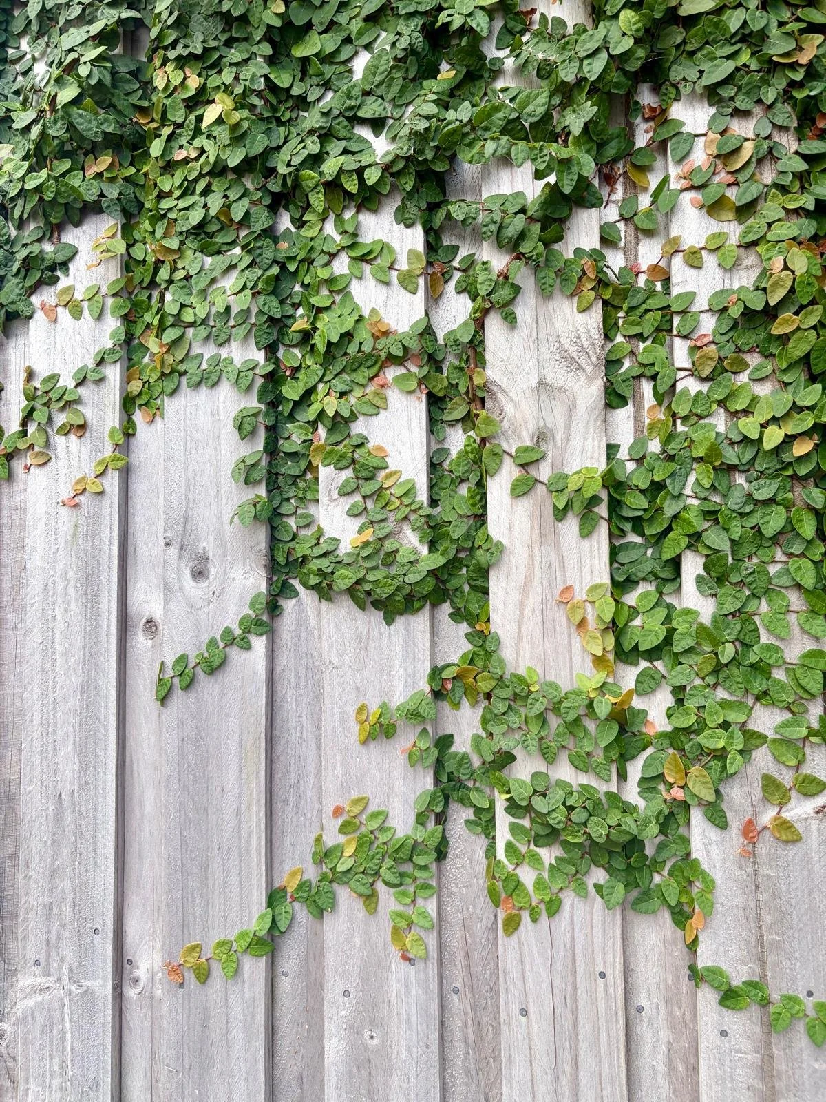 Green vine with small oval leaves growing on a light-colored wooden fence.