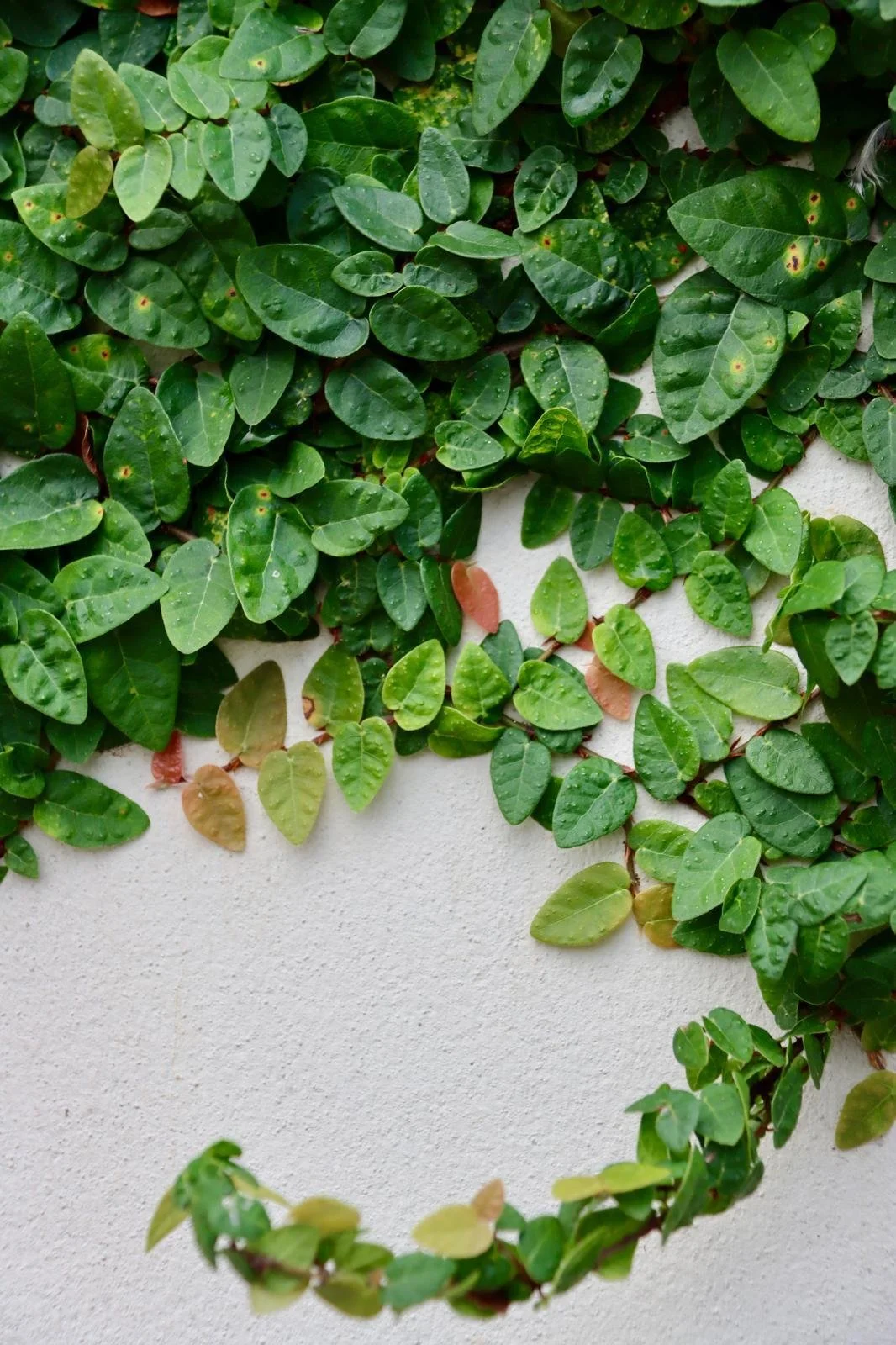 Green leafy vine growing on a white wall with a circular opening in the center.