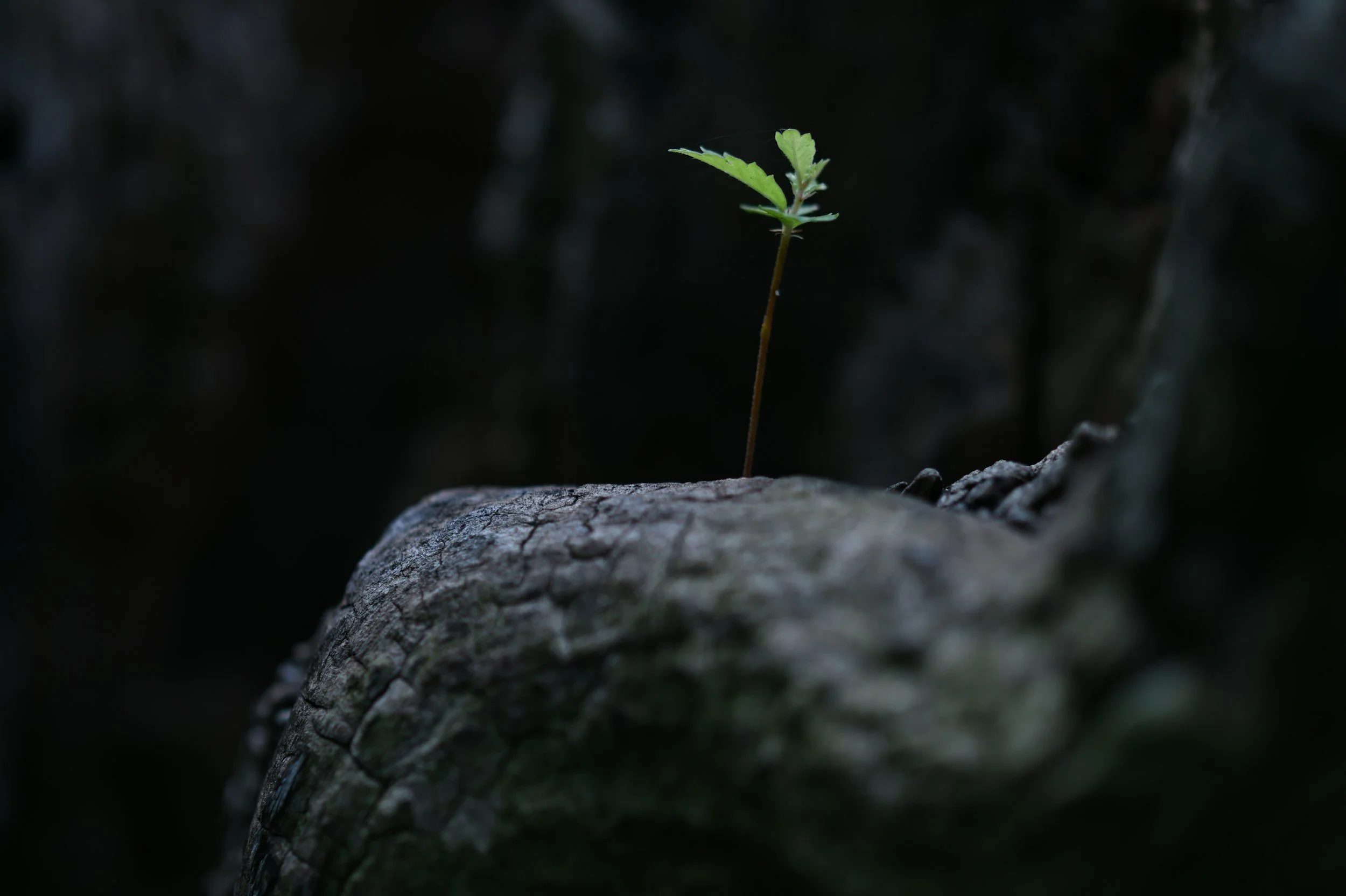 Representing Ananta Strategic's program restoration results, a picture of a small green sprout emerging from a crack in a piece of wood or bark, with a dark blurred background.