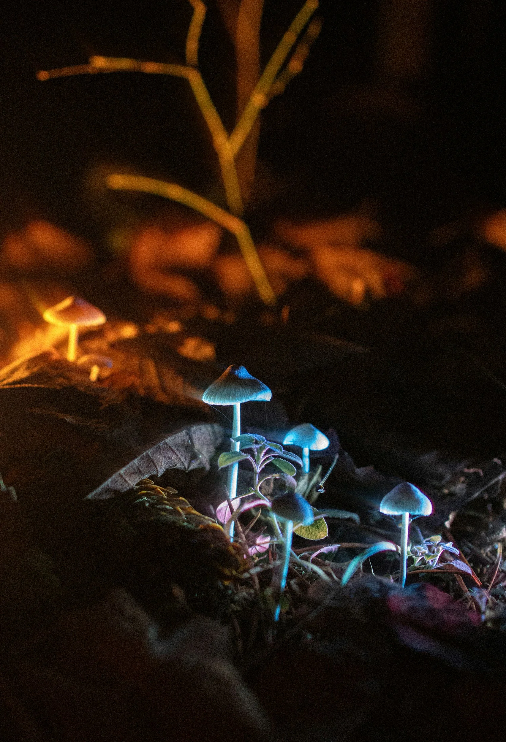 Glowing bioluminescent mushrooms growing on dark forest floor with fallen leaves and a small plant, illuminated in blue and purple light.