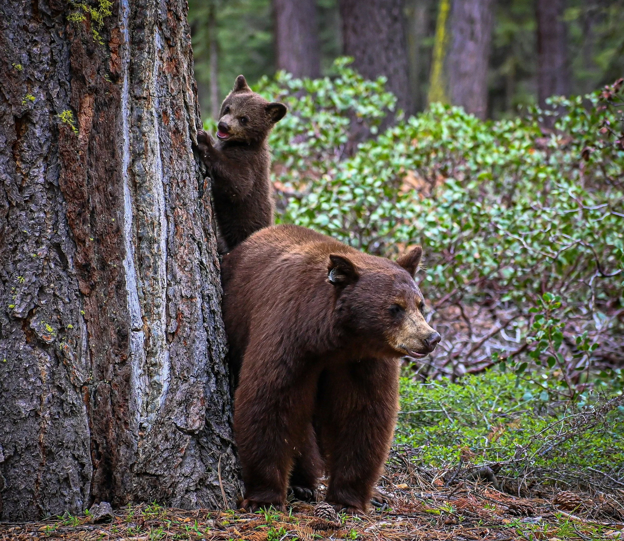 A bear and a cub on a forest floor beside a tree in a dense forest.