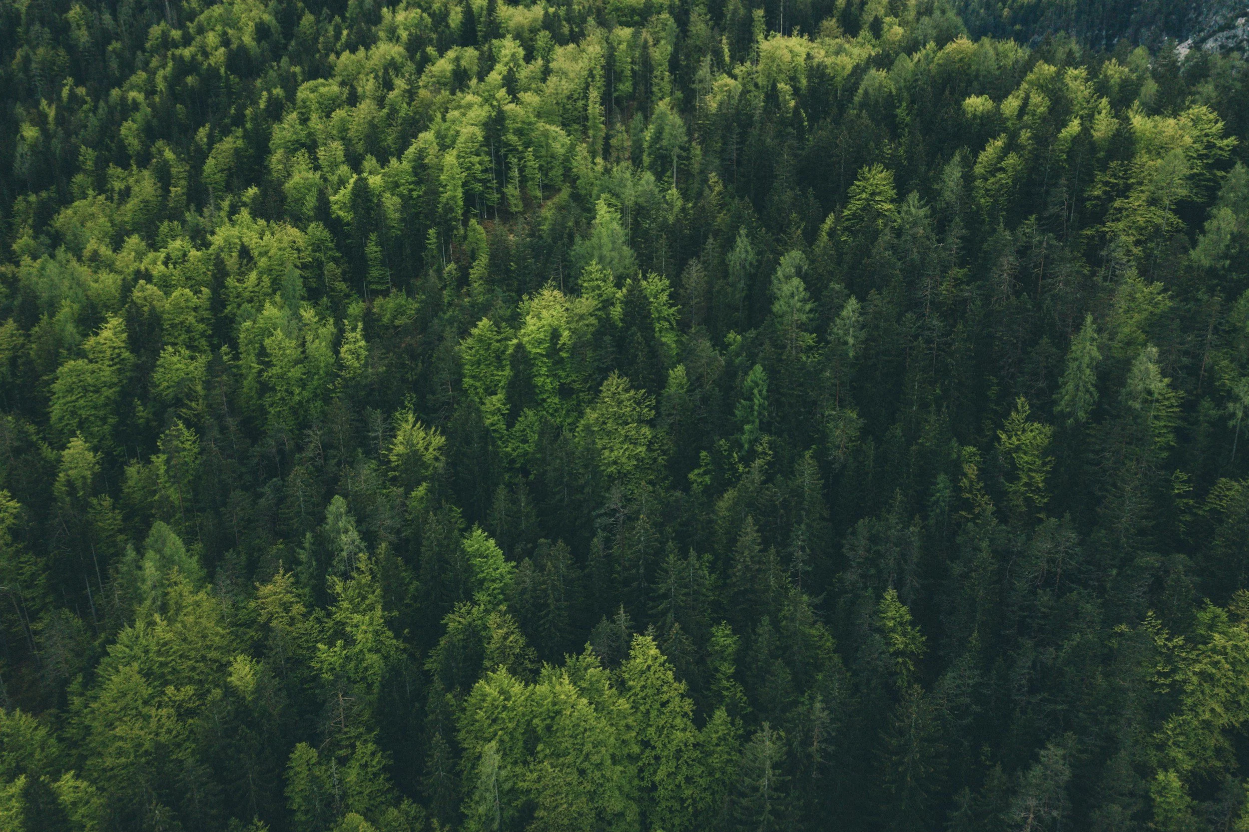 Aerial view of a dense forest with various shades of green trees covering rolling hills.