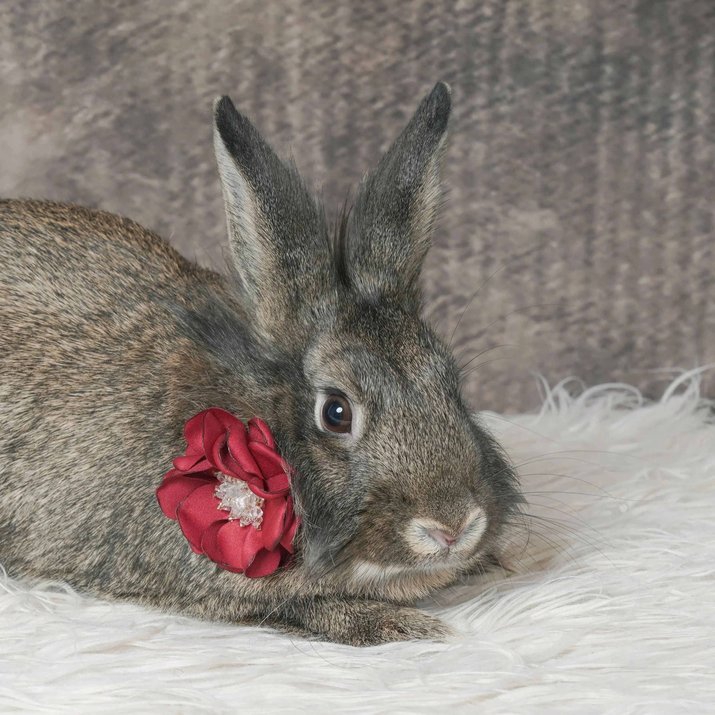 Close-up of a young rabbit, lying on a soft, white fur surface. The animal's head is partially visible on the right side of the image, and it is wearing a red flower accessory around its neck. The background shows a gray, textured surface.