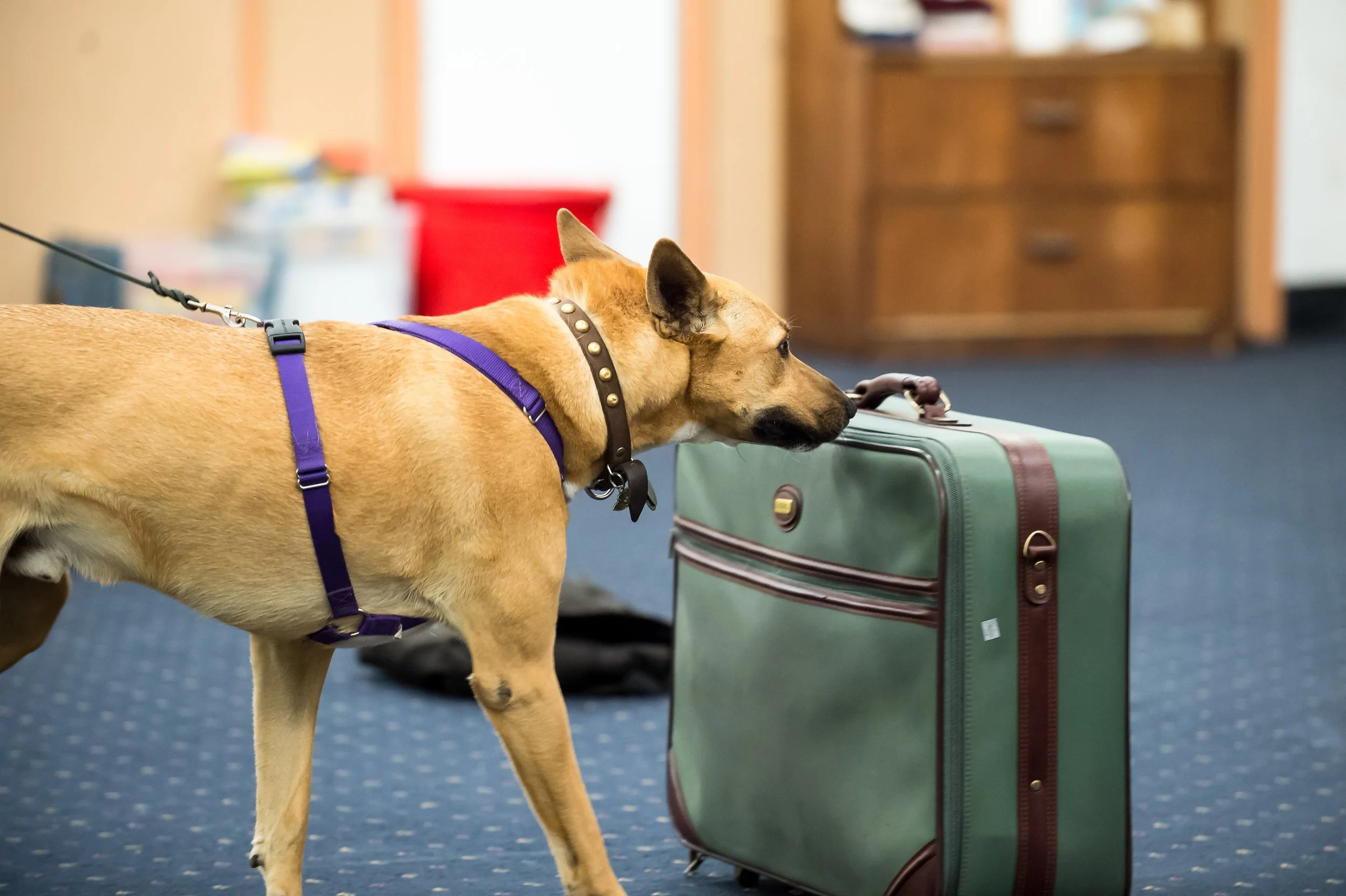 Better Dog Behavior Through Mental Enrichment