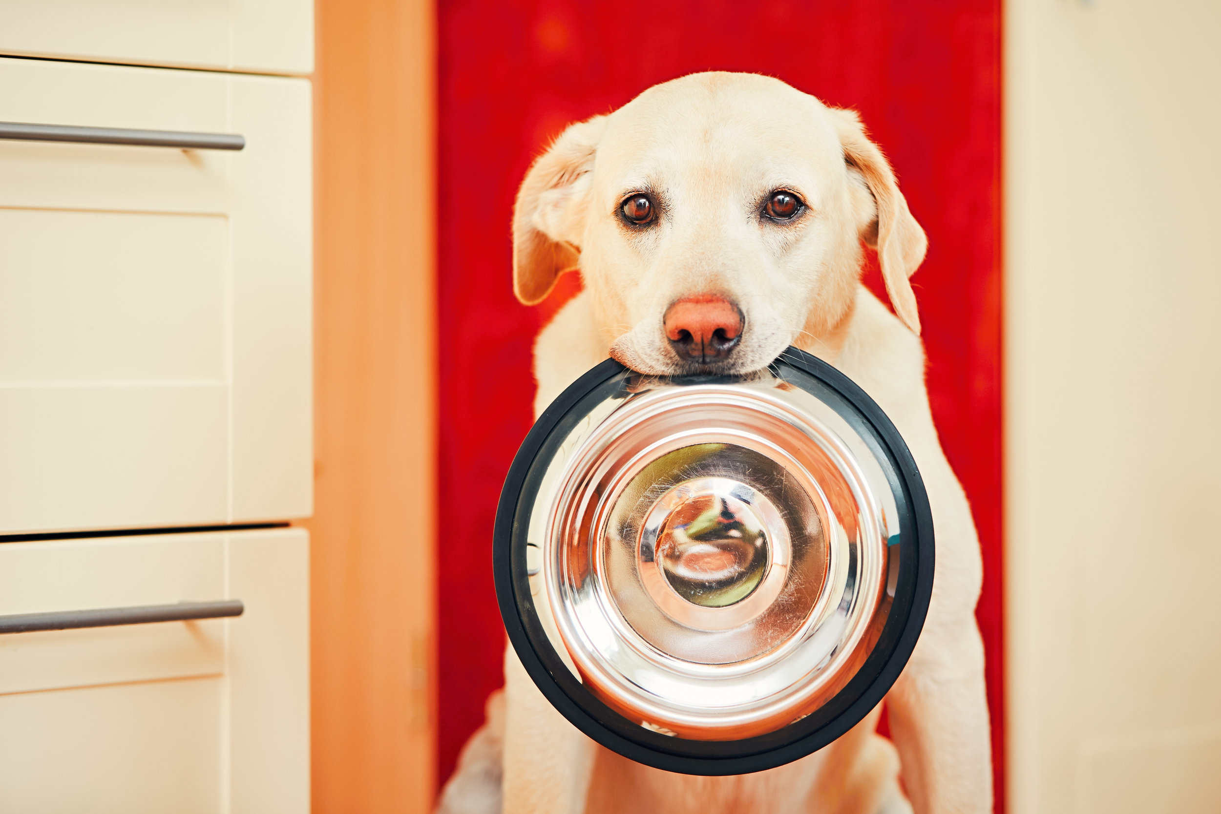 The Slimy Truth About Your Dog's Dish: Biofilms and How to Fight Them