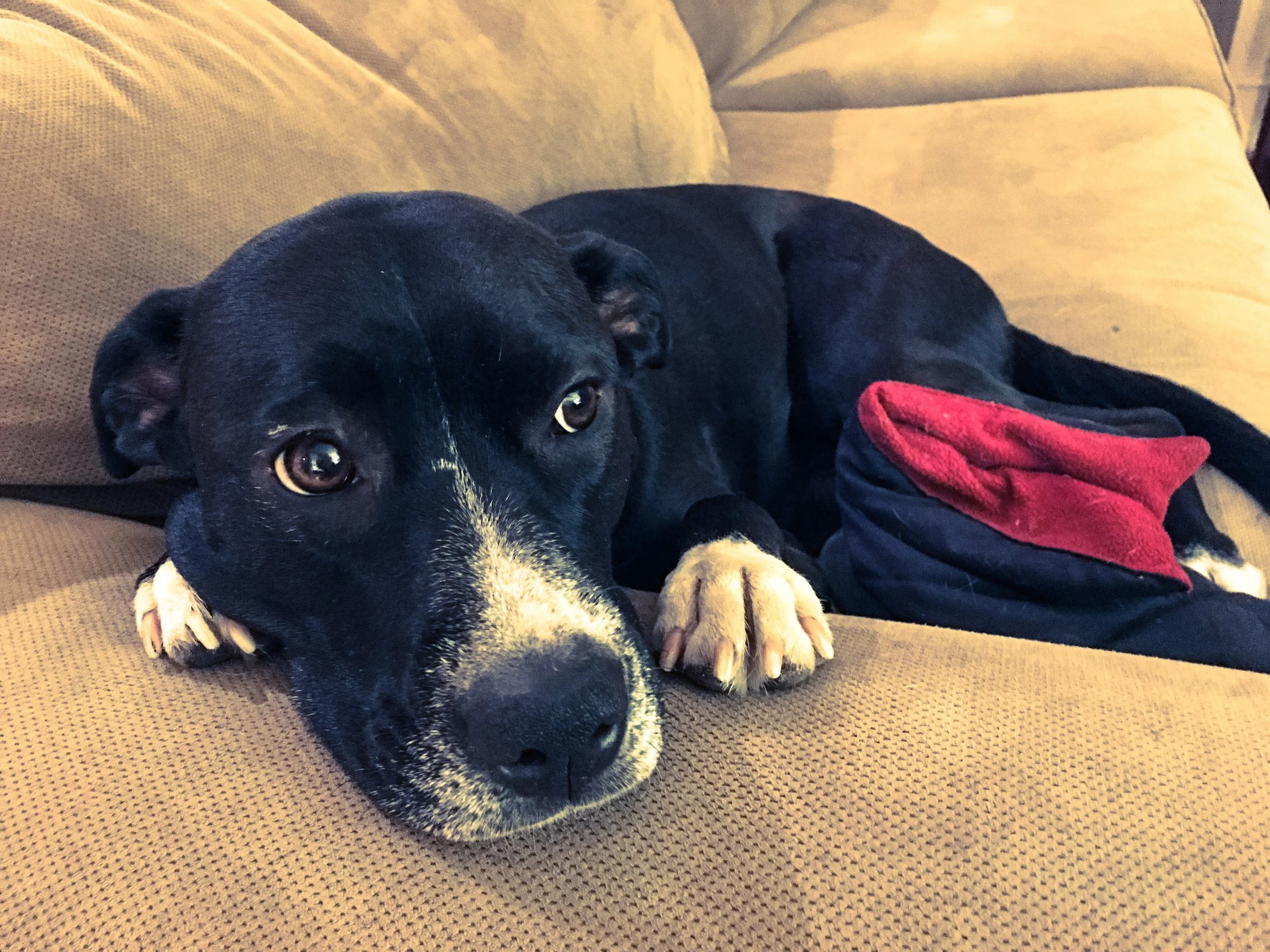 Building Confidence in Shy Dogs: Incremental Exposure Techniques