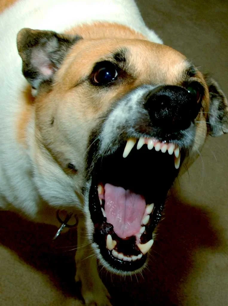 &nbsp;dog aggression and grinding down canine teeth