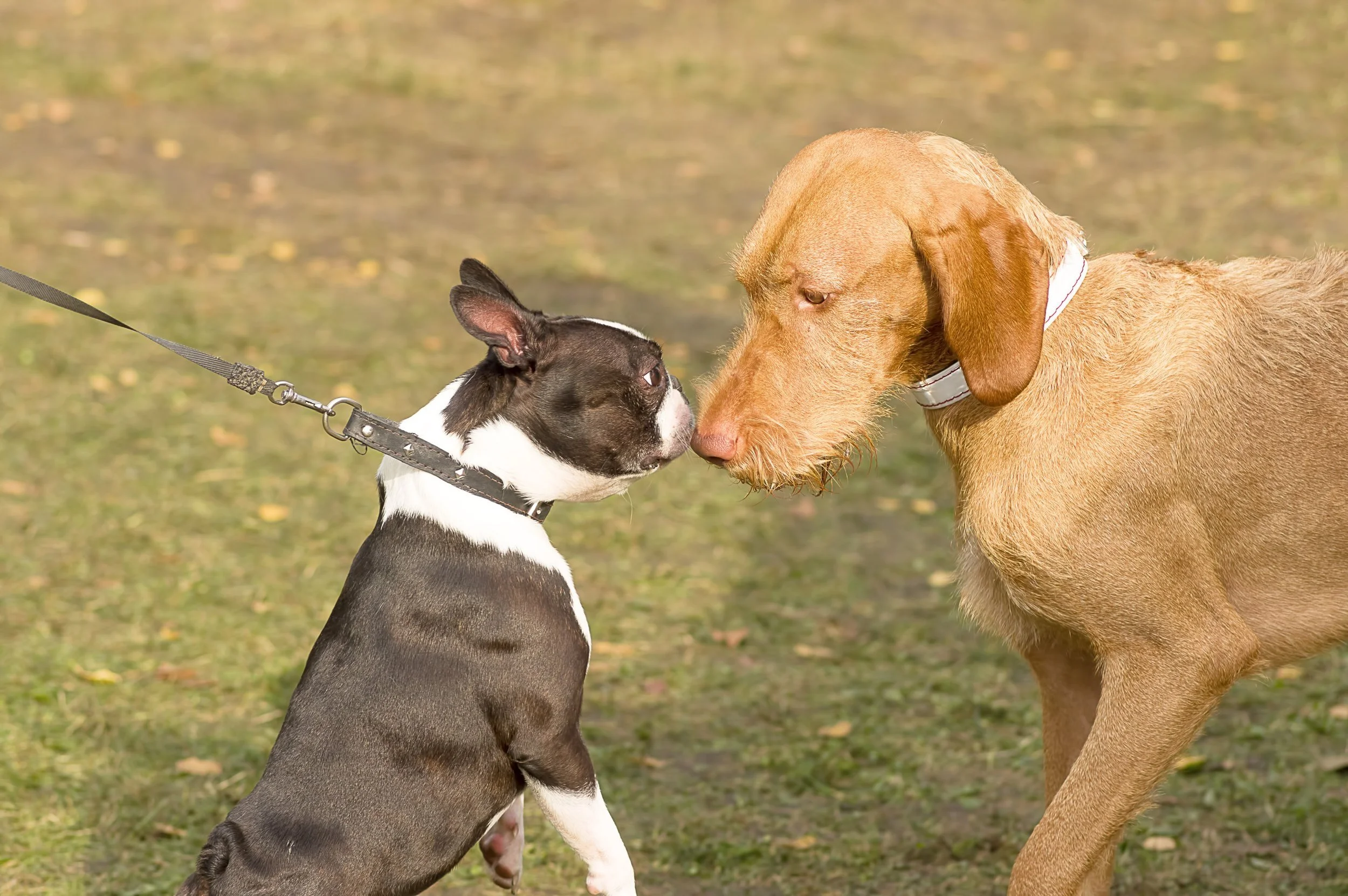 Confident and Calm Dogs: Teaching Polite Social Interactions