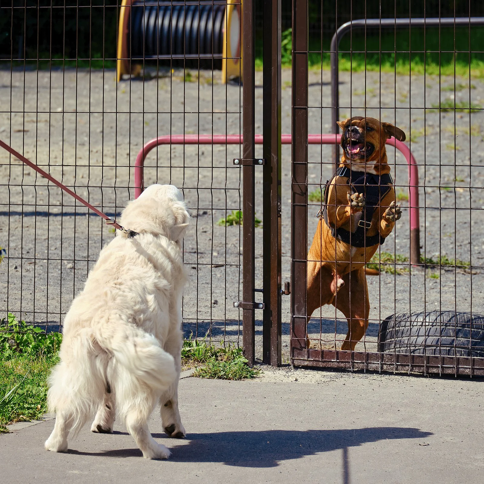 Decoding the Bark: Understanding Barrier Frustration and Leash Aggression in Dogs