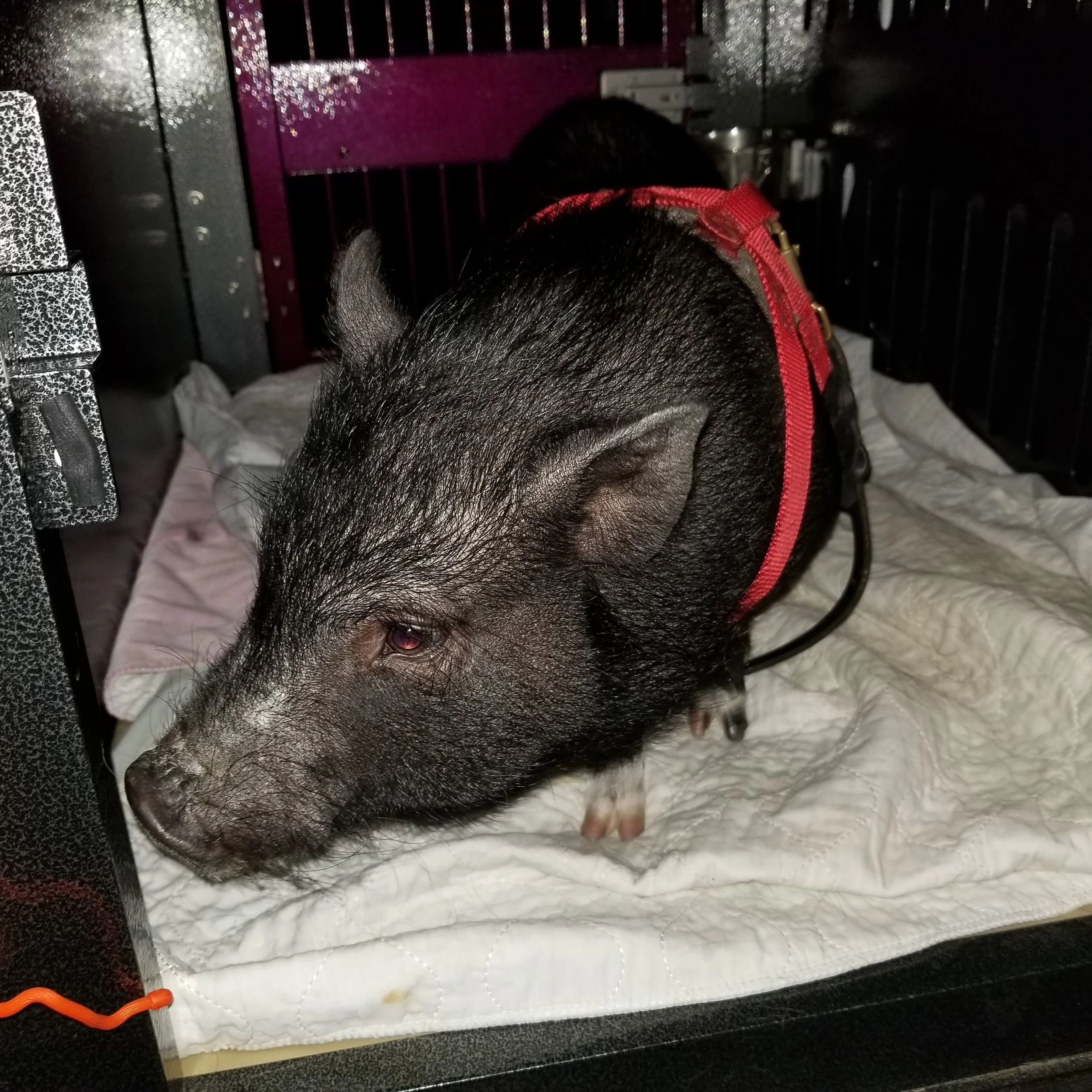 crate training a pig, pig in car