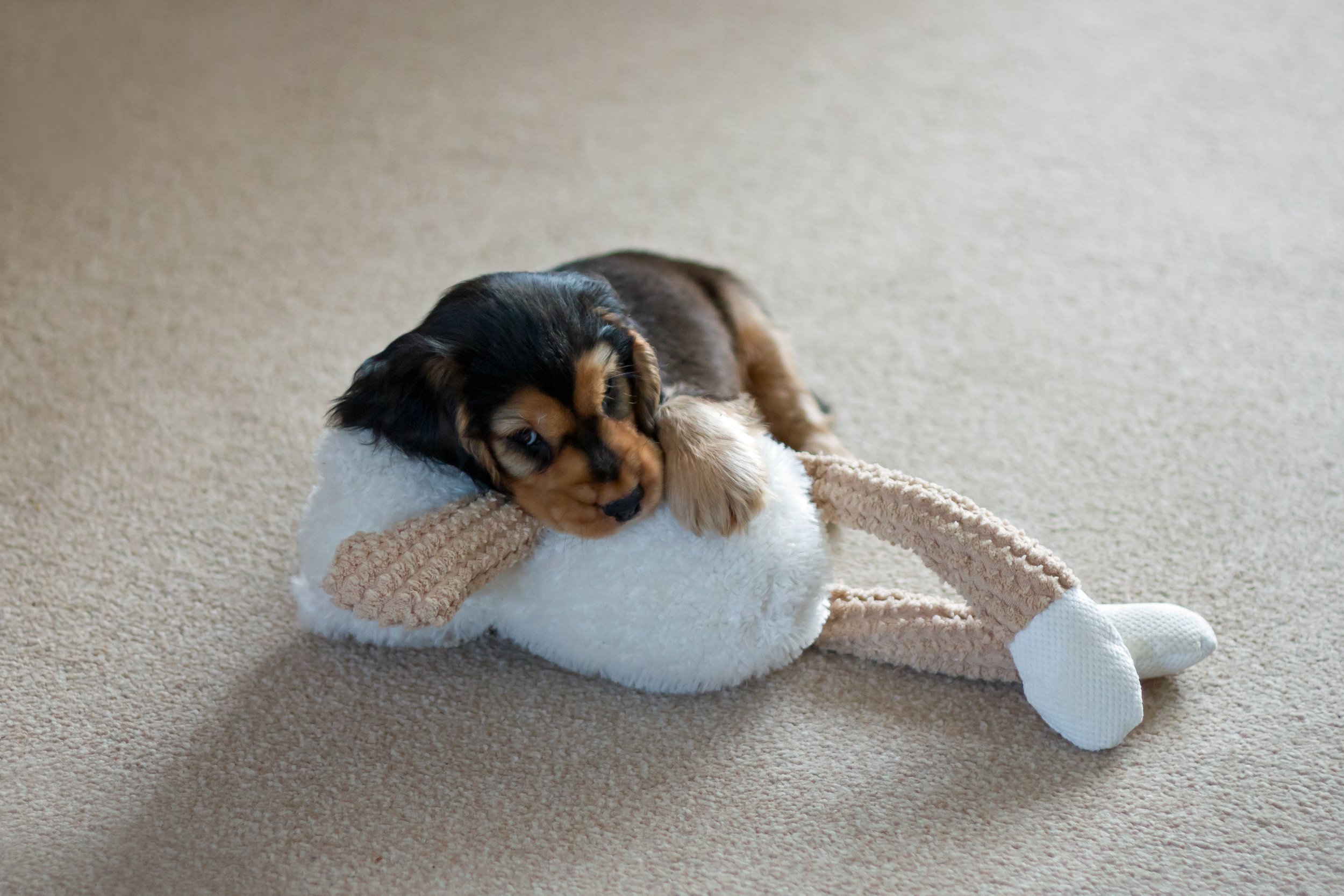 Puppy-Proofing Paradise: Creating the Ultimate Puppy-Friendly Home