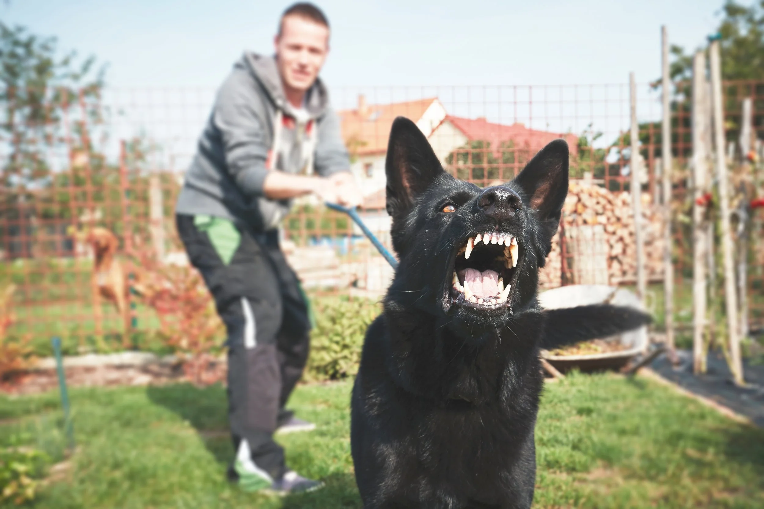 Reactive Dog Training: Understanding and Managing Thresholds
