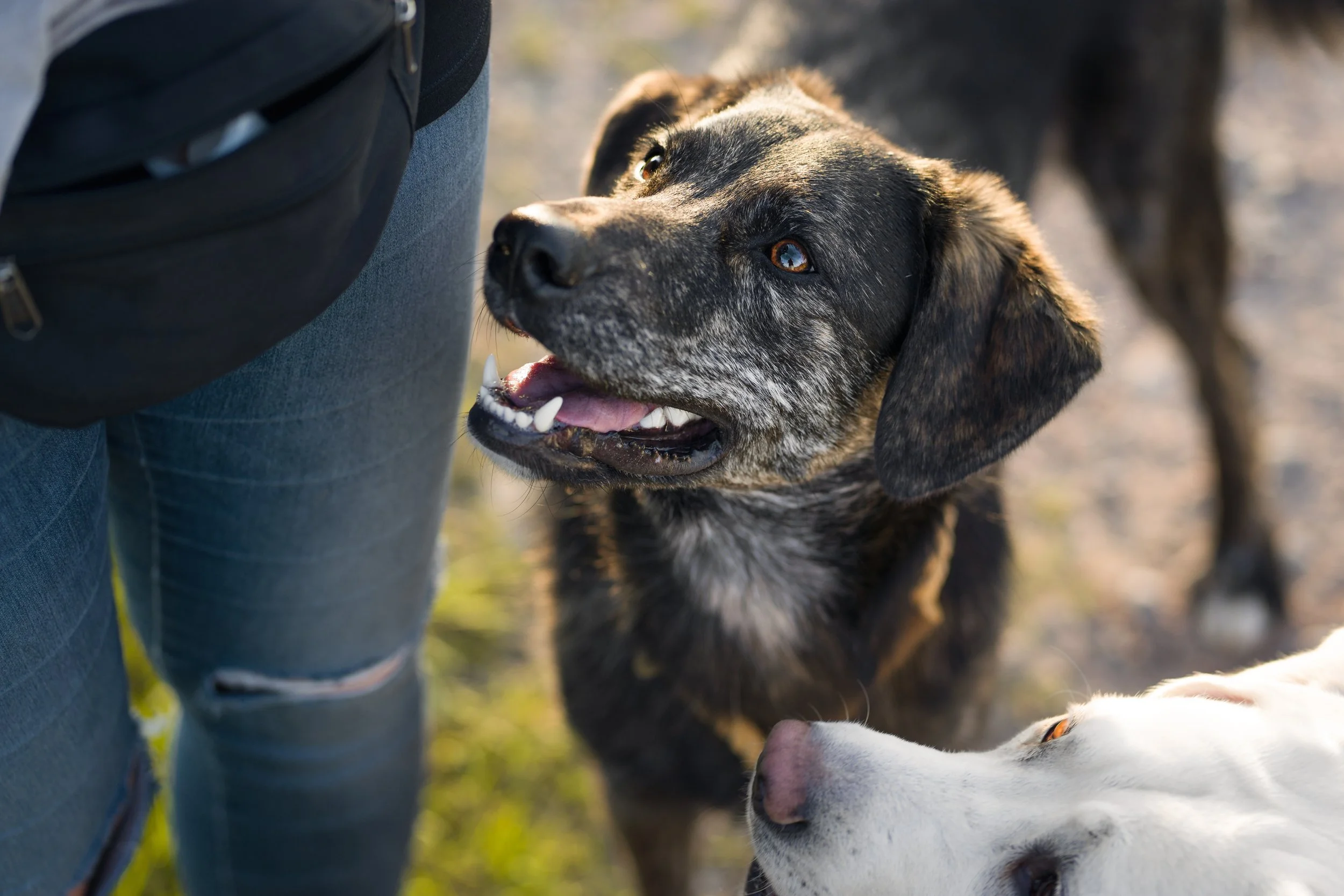 Set Your Dog Up for Success: Realistic Training Goals You Can Achieve