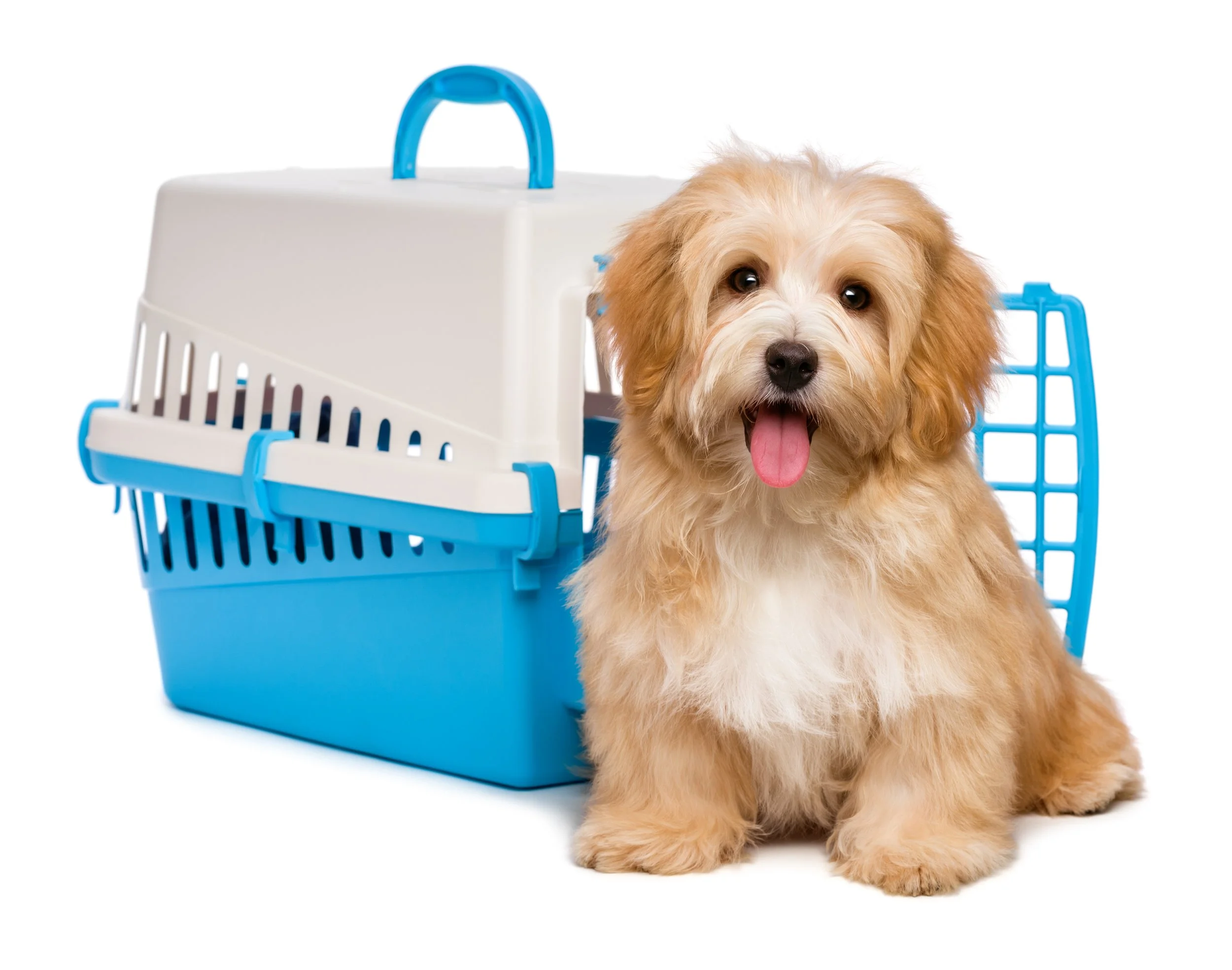Stop Bad Habits: How to Use Management to Fast-Track Your Dog's Training