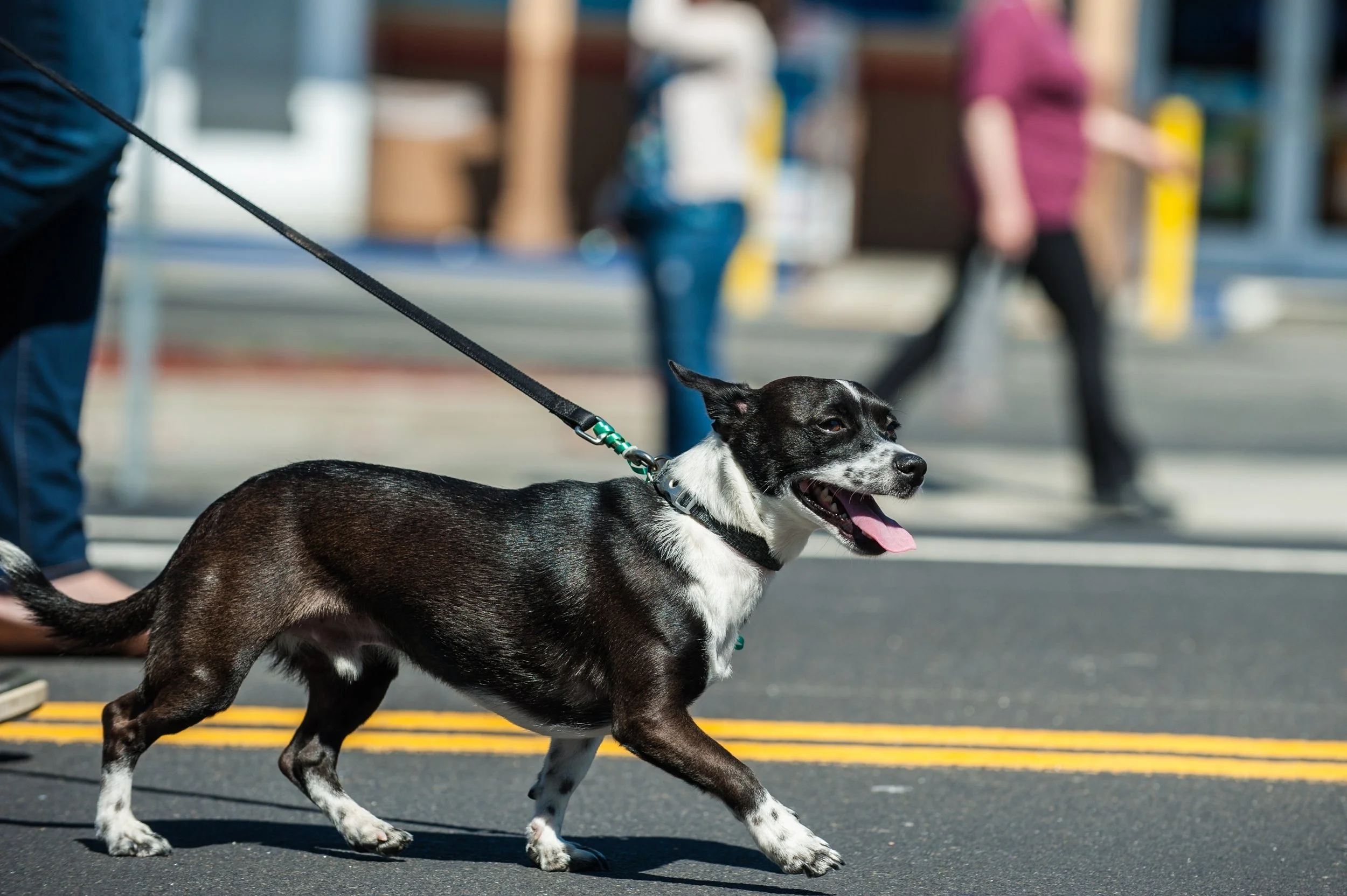 The Active Dog: Why Mental Stimulation Beats Physical Exercise Alone