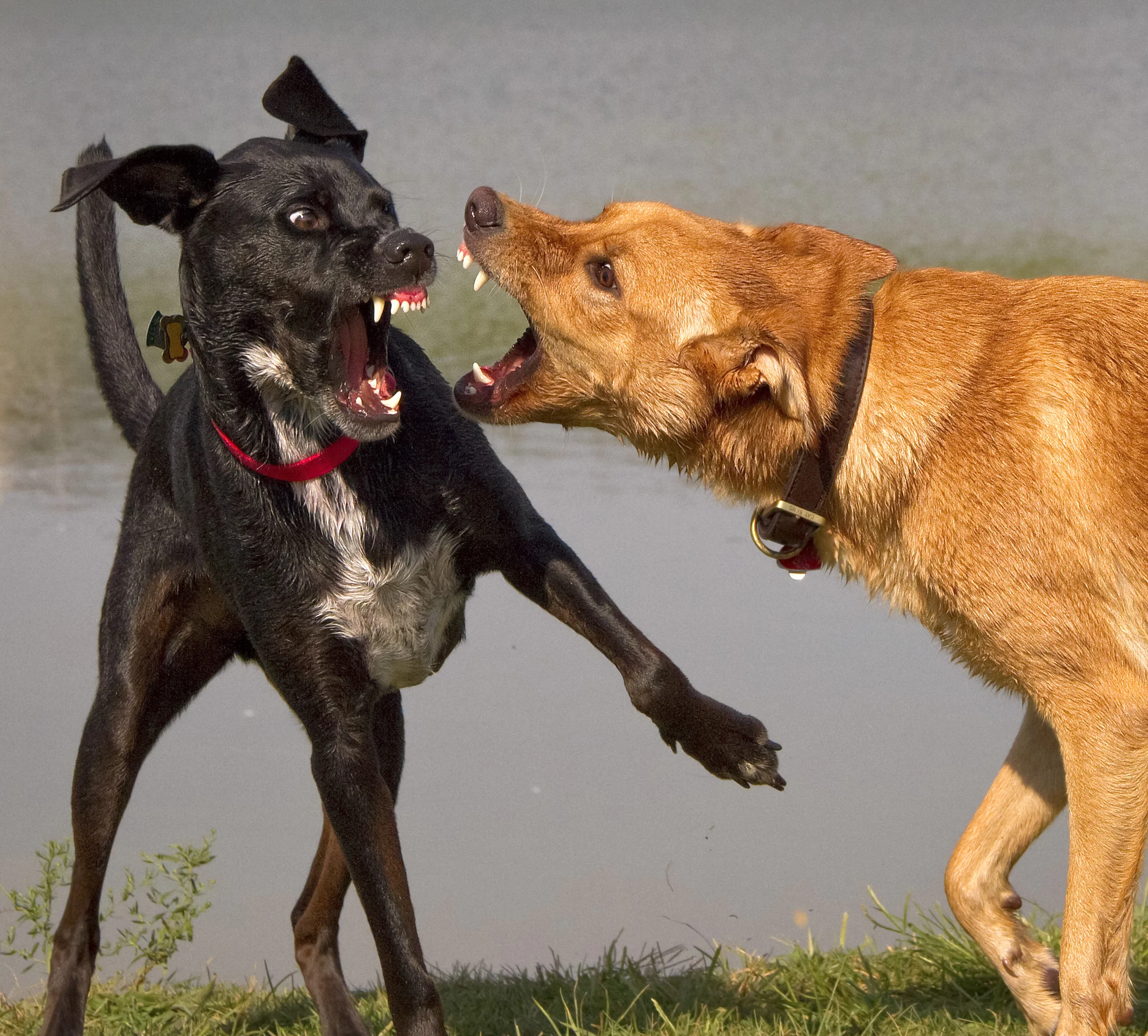 When Rough Dog Play Goes Bad