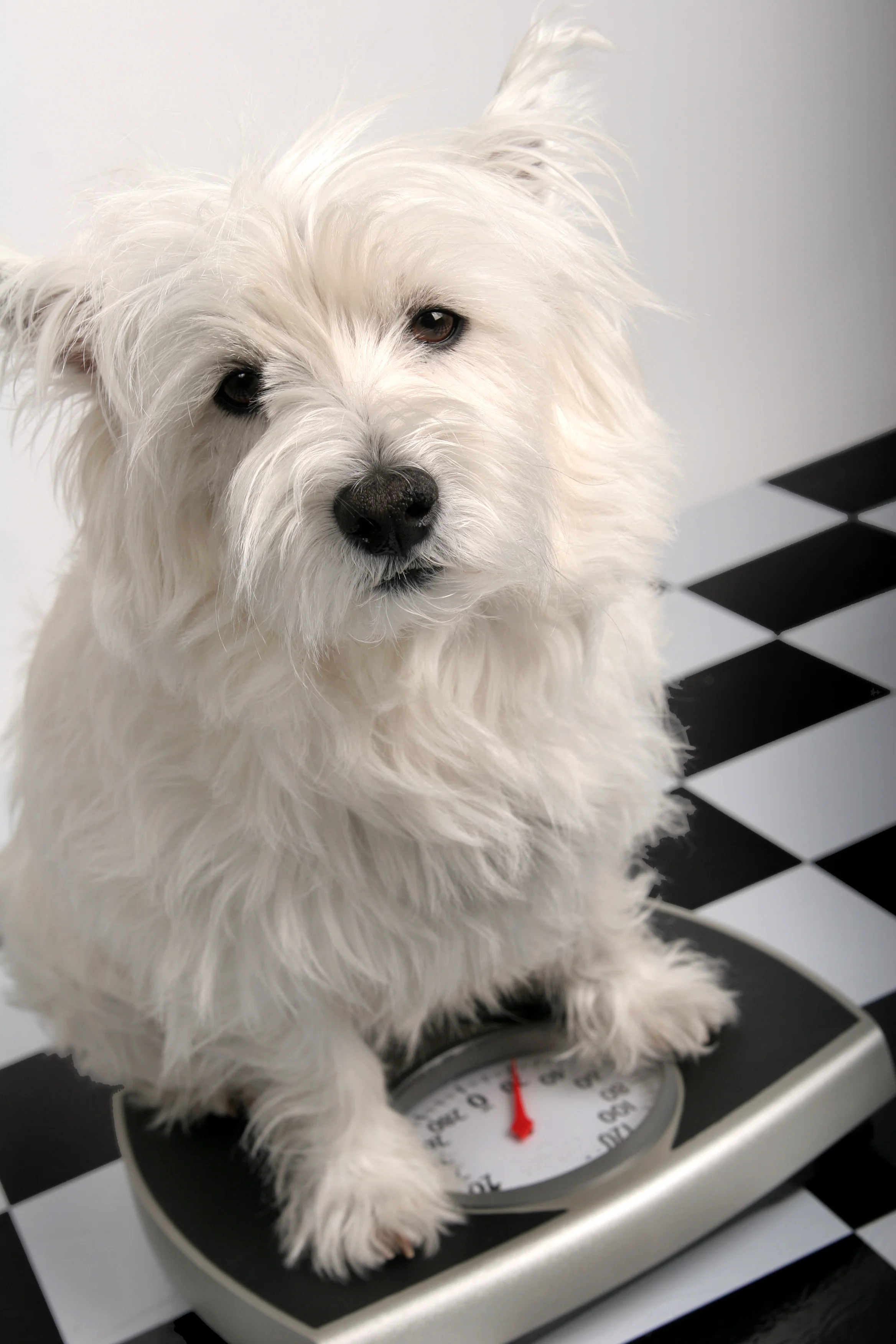 Using dog treats in positive reinforcement training.