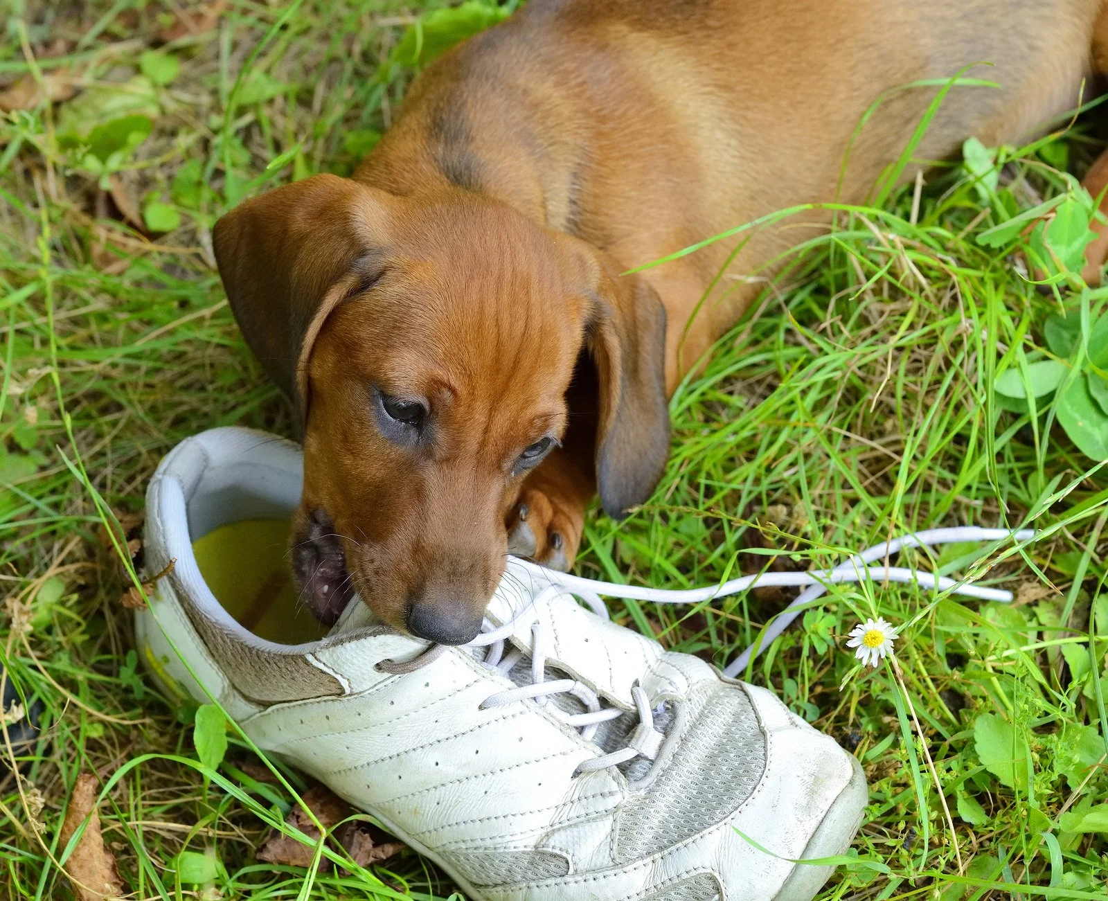 bigstock-Dachshund-puppy-plays-with-sho-98459285.jpg