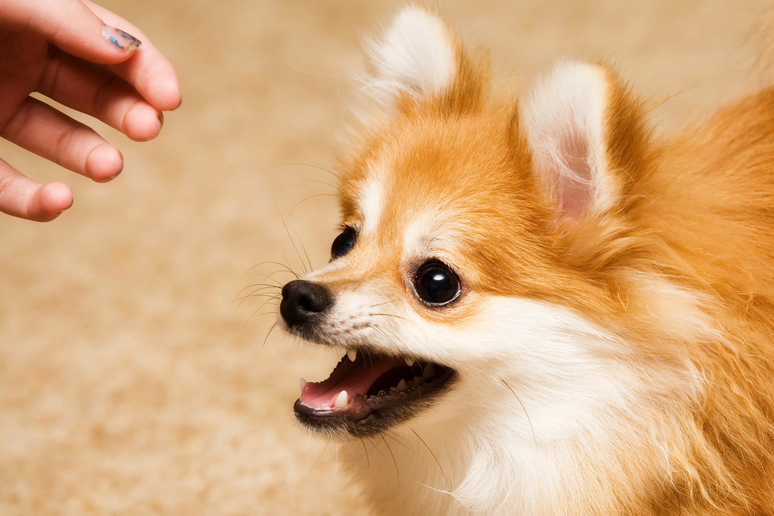 Is Your Dog Friendly?