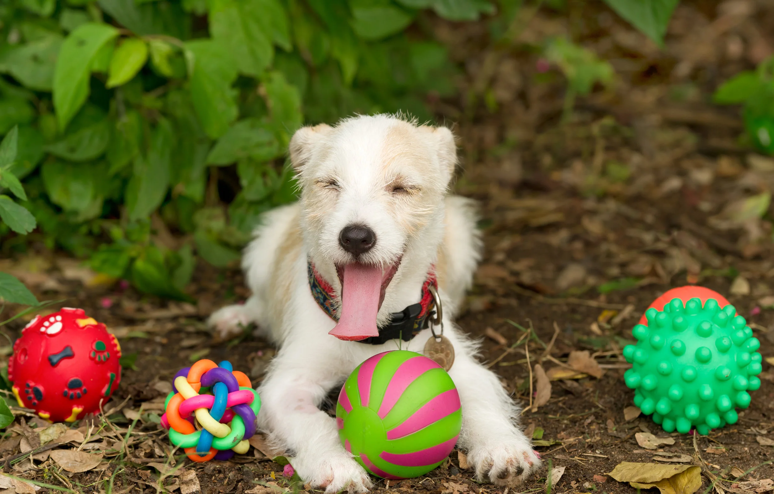 Toys in Puppy Class