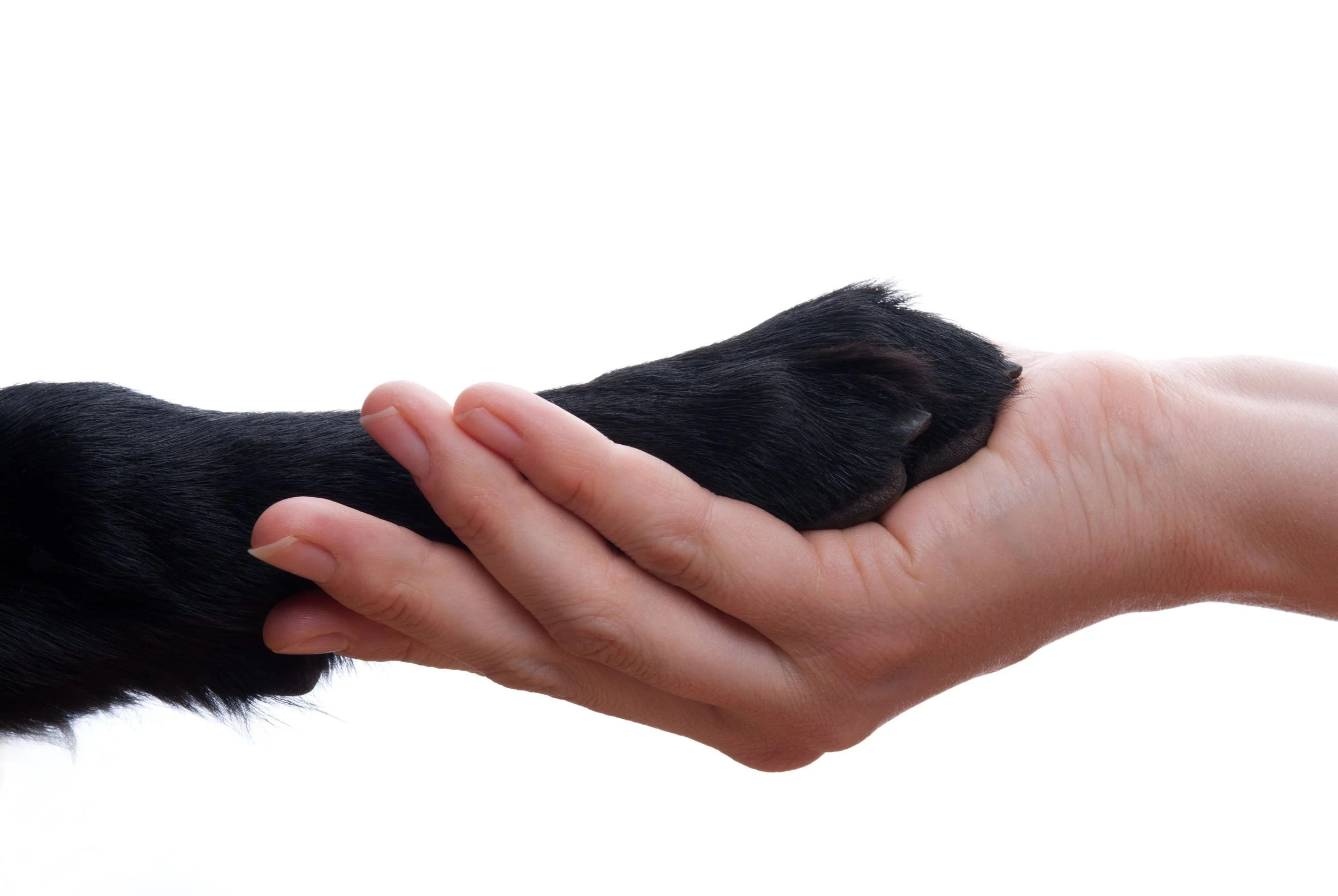 Advocating For Your Dog