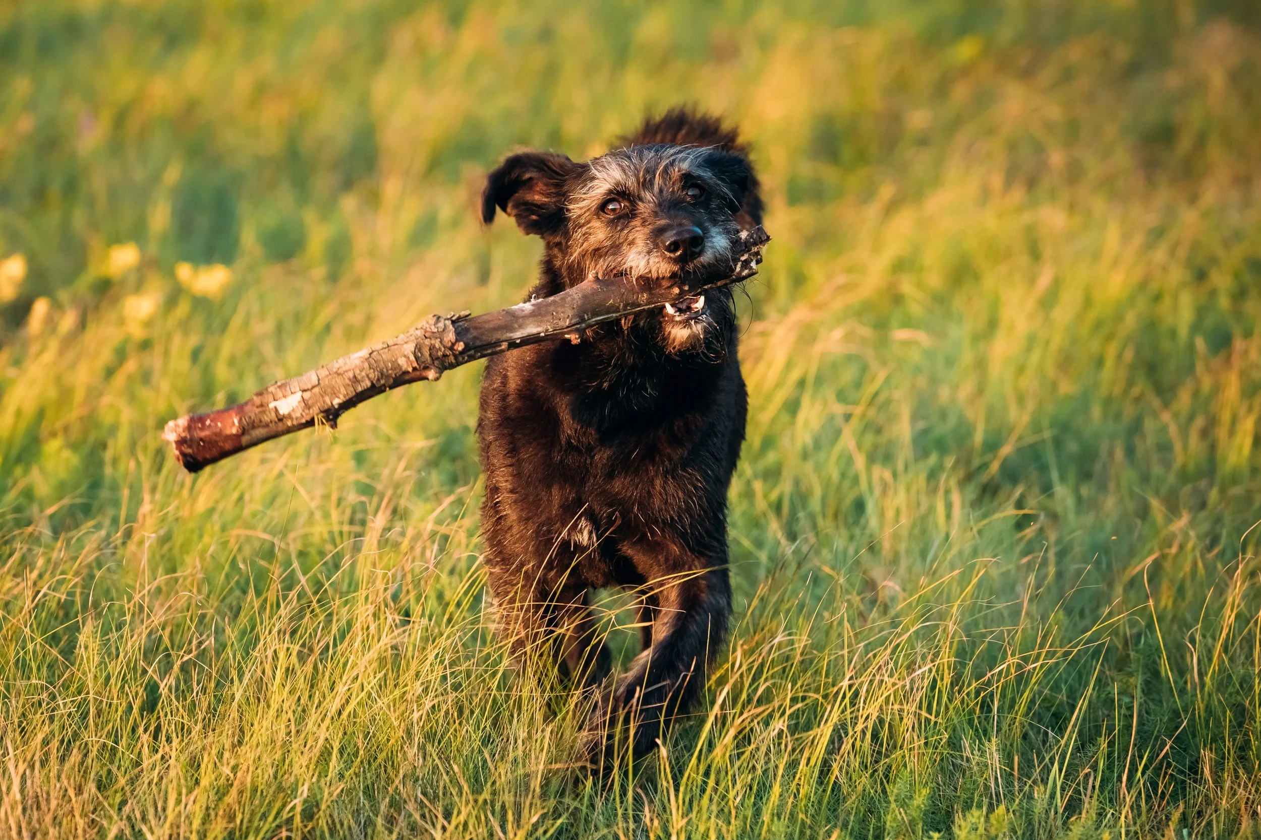 Building Play Skills in Your Dog: A Comprehensive Guide