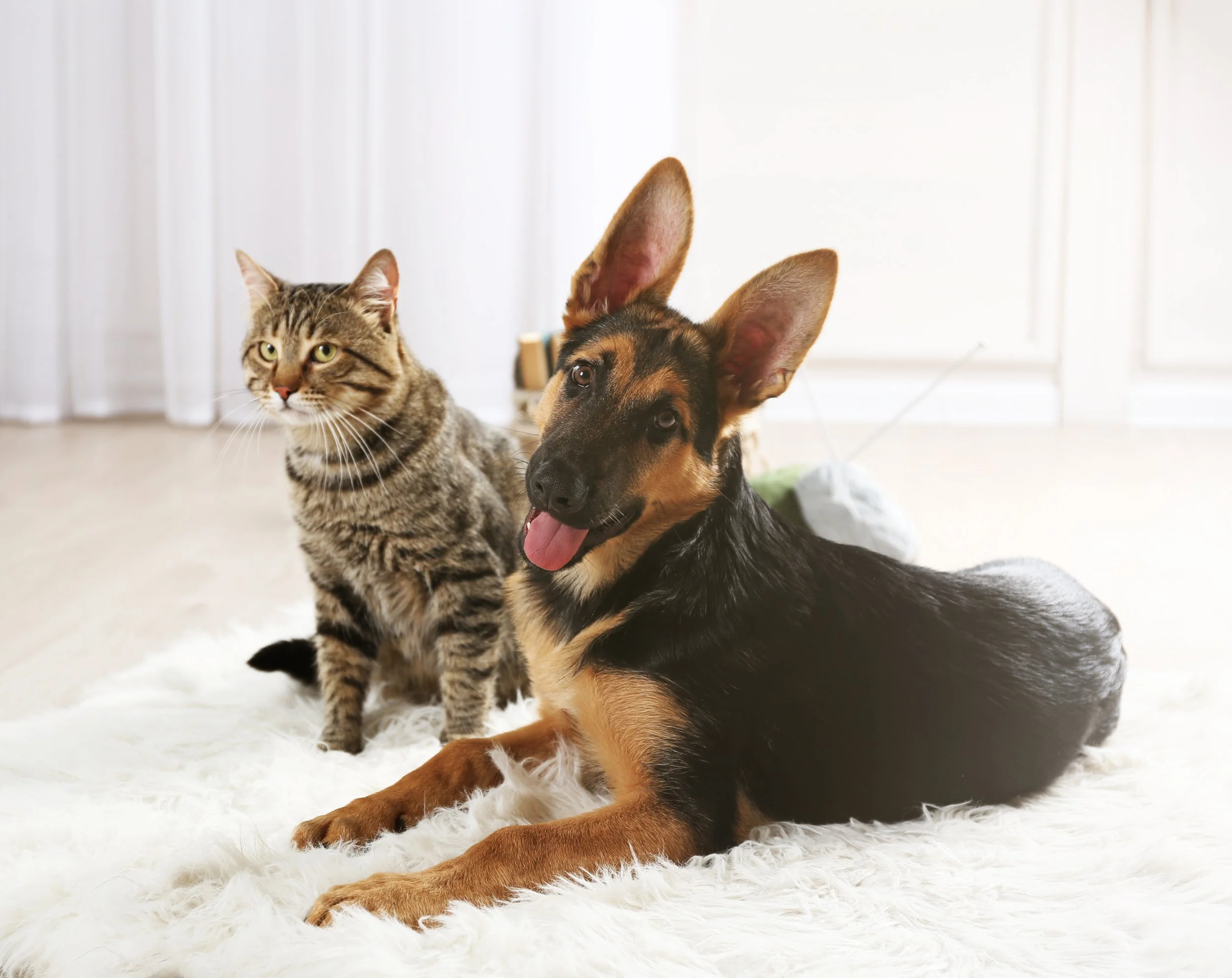 Cats, Dogs, and Harmonious Homes: A Guide to Multi-Species Households
