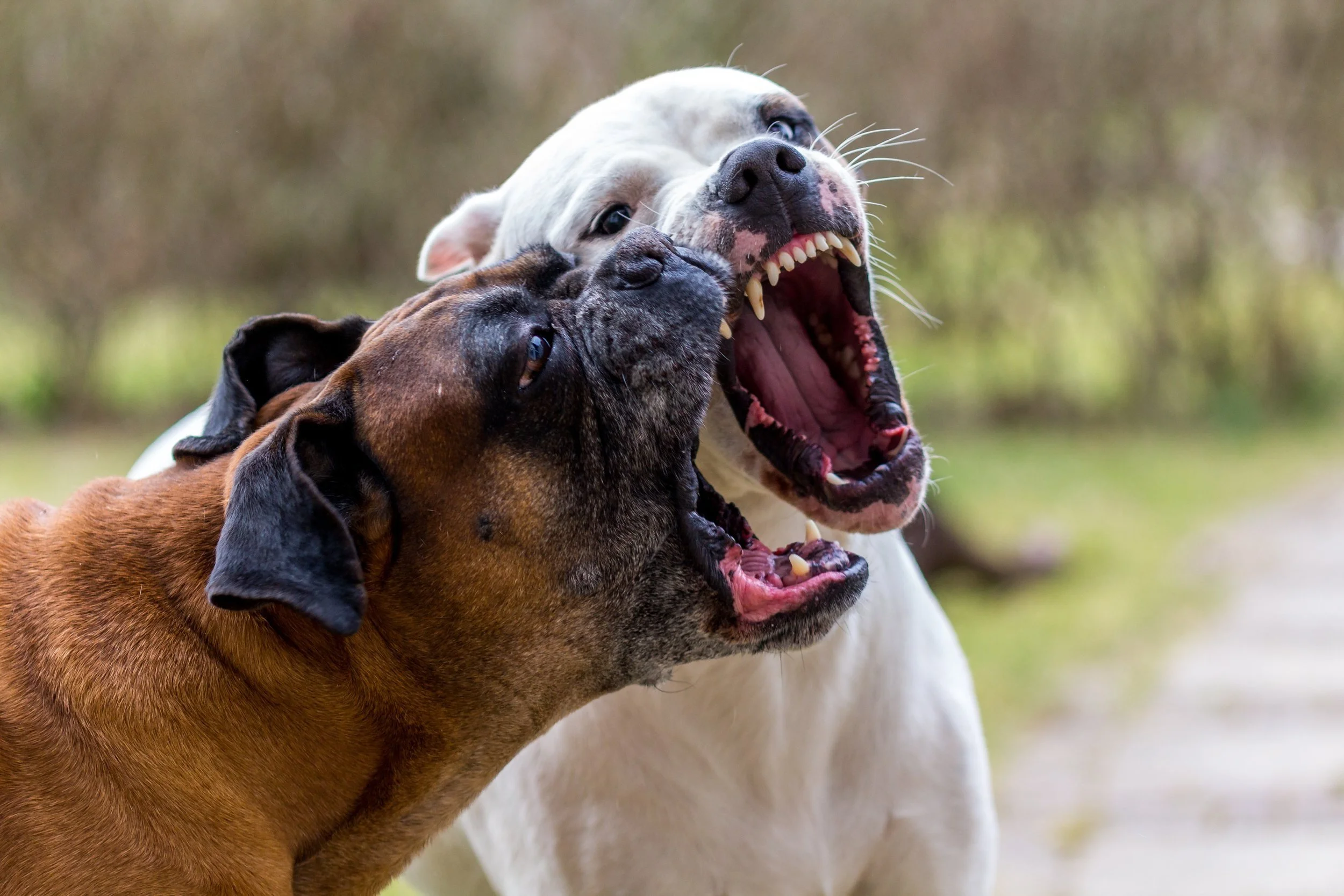 Dog Rough Play: When to Intervene for Safe Dog Interactions