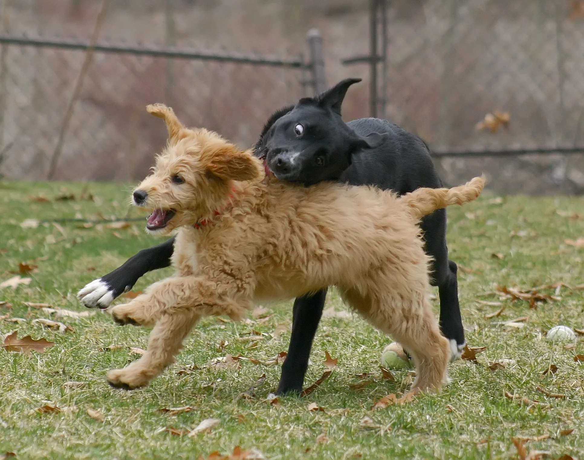 Dog Rough Play: When to Intervene for Safe Dog Interactions - Pt. 2