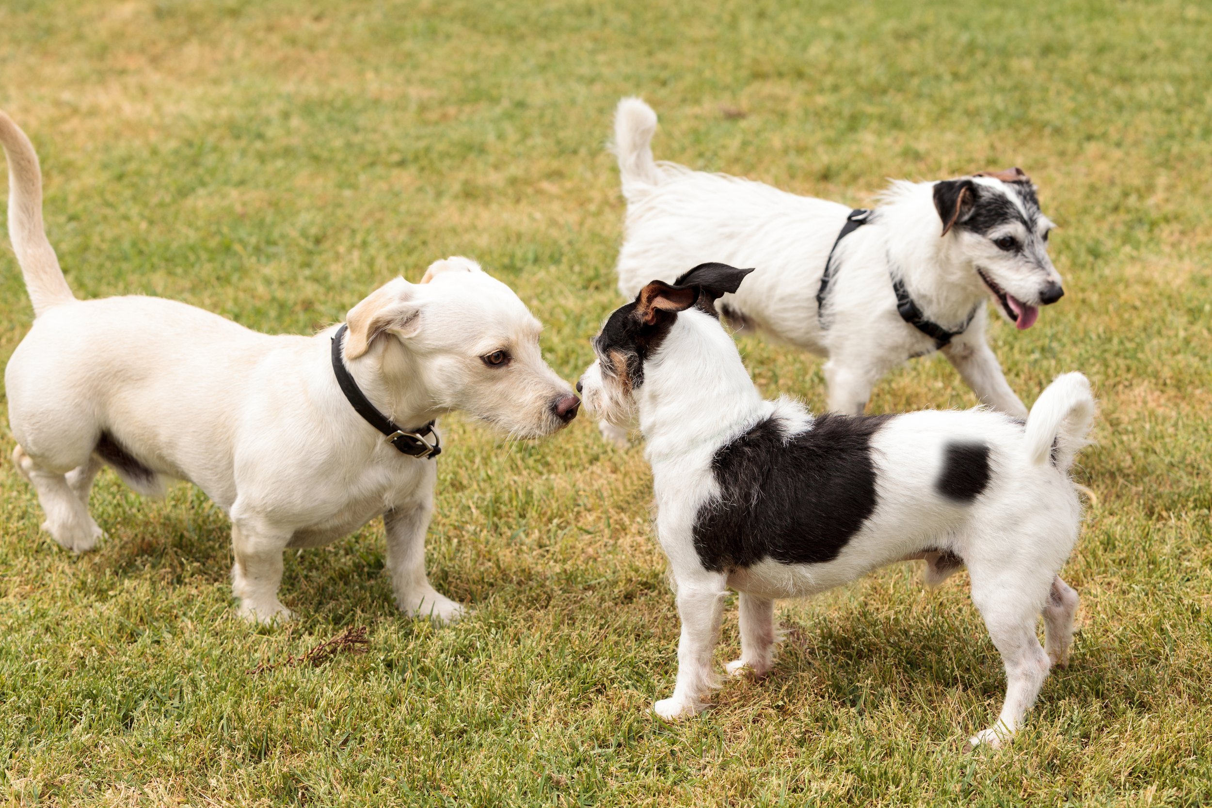 Dog Socialization: More Than Just Public Outings 