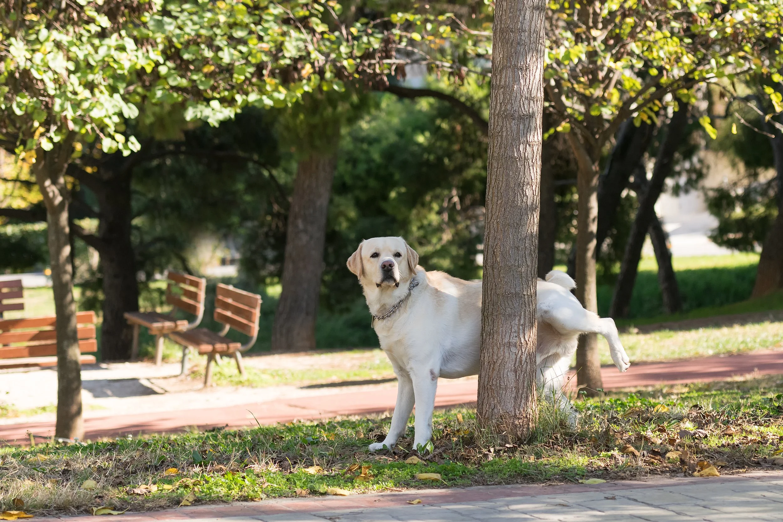 Don't Let Your Dog Become a Walking Graffiti Artist: Understanding and Managing Marking Behavior