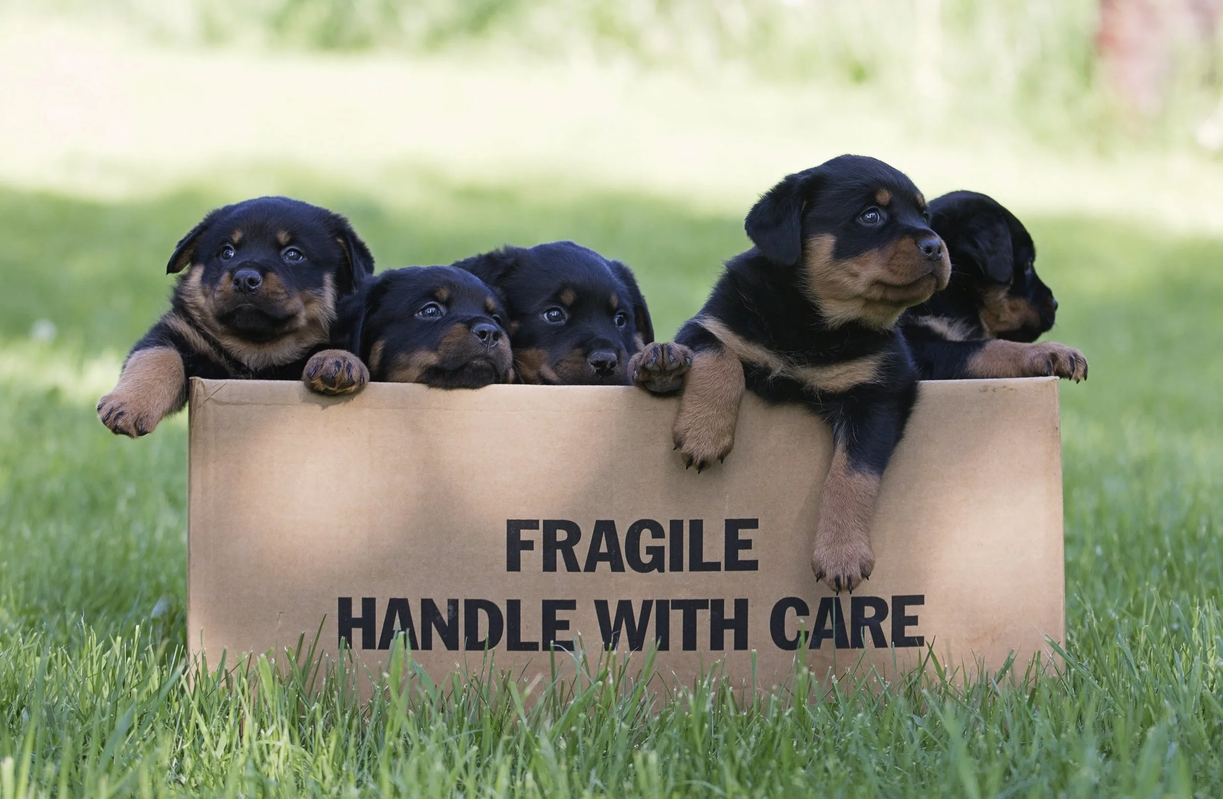 The Good Breeder Checklist: Avoiding Puppy Mills and Scams