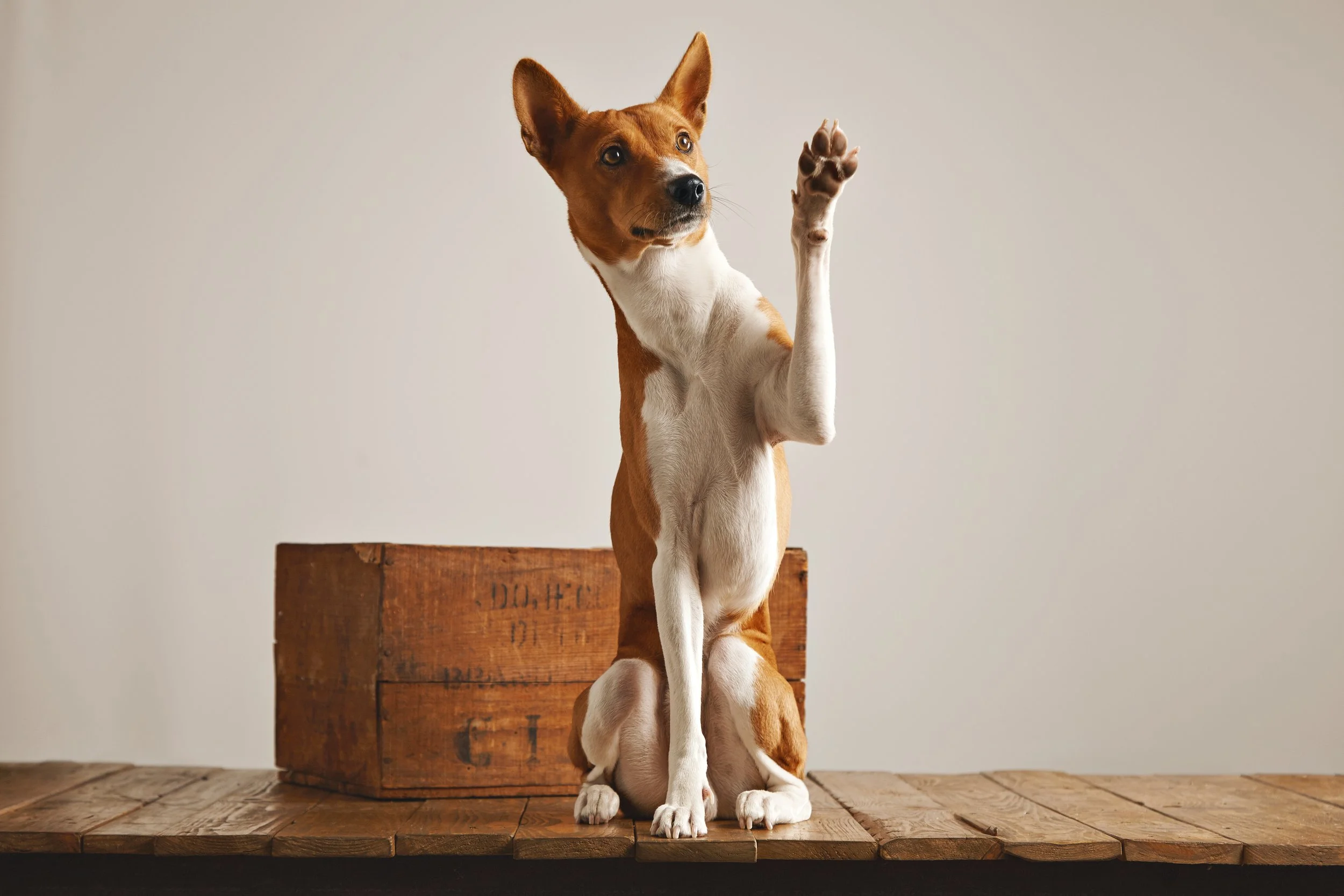 From Fun to Functional: How Teaching Dogs Tricks Builds Confidence