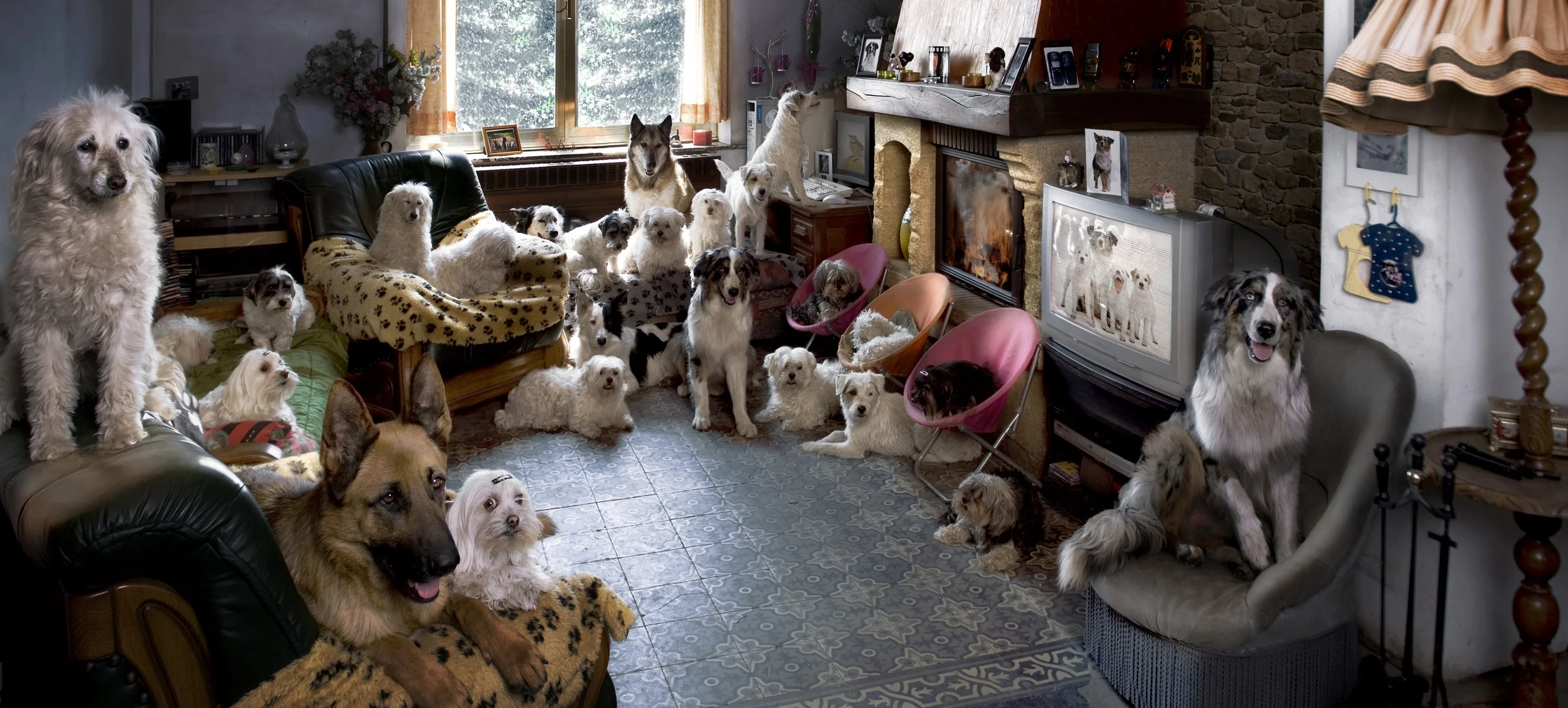 Living In A Multi-dog Household