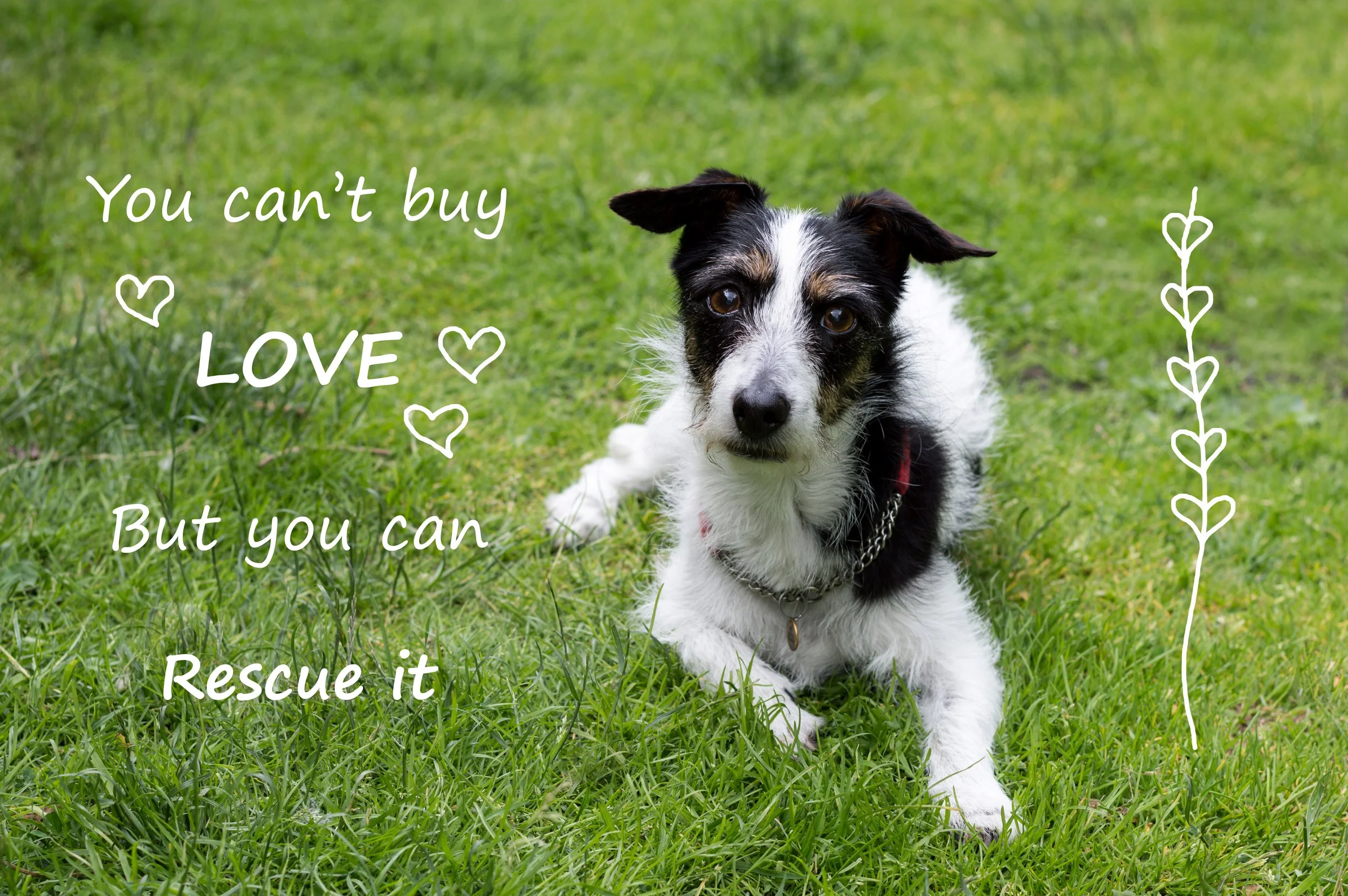 Rescue Dog Training Tips: Establishing Rules and Boundaries