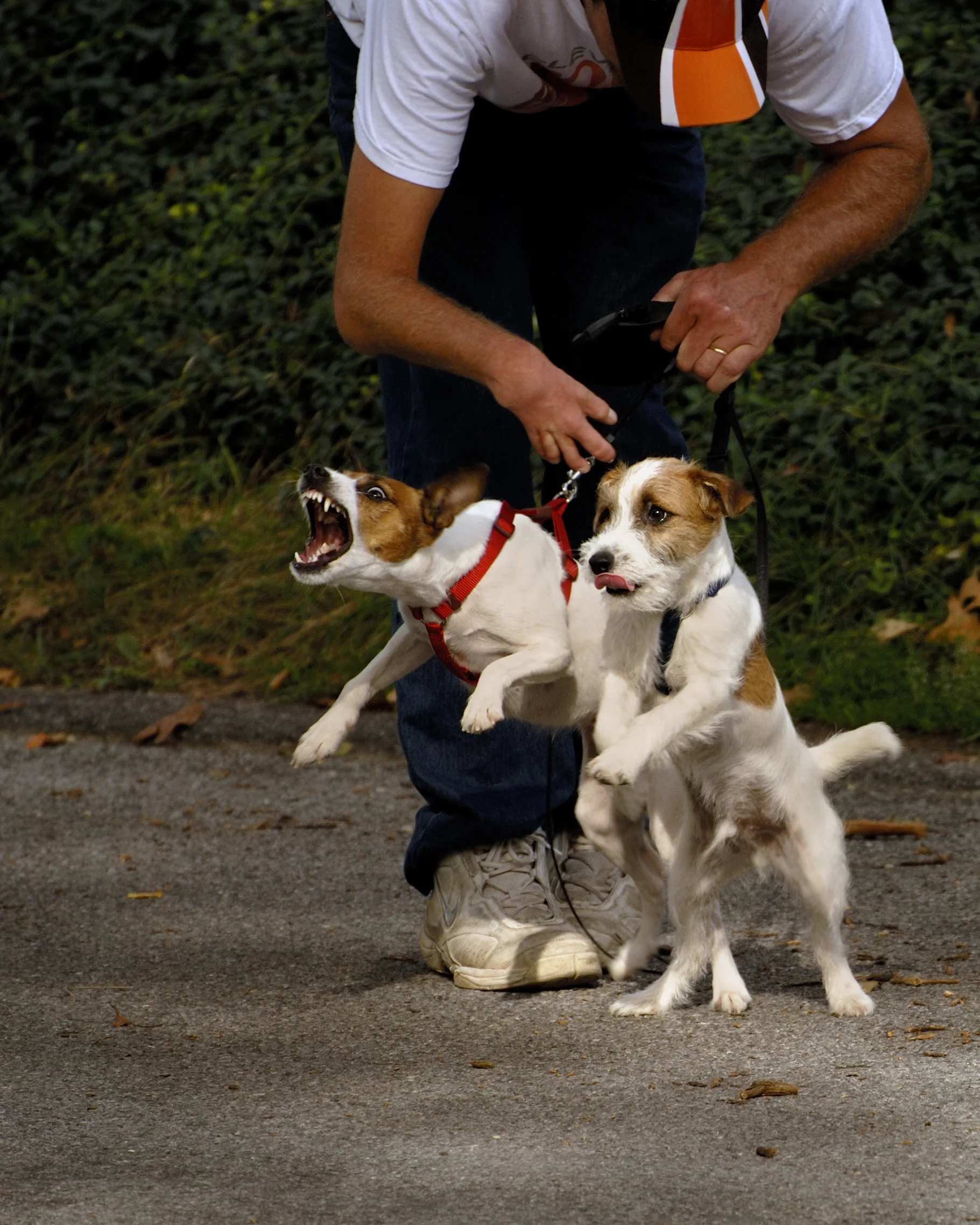 Shy, Fearful, and Reactive Dogs - Part 1