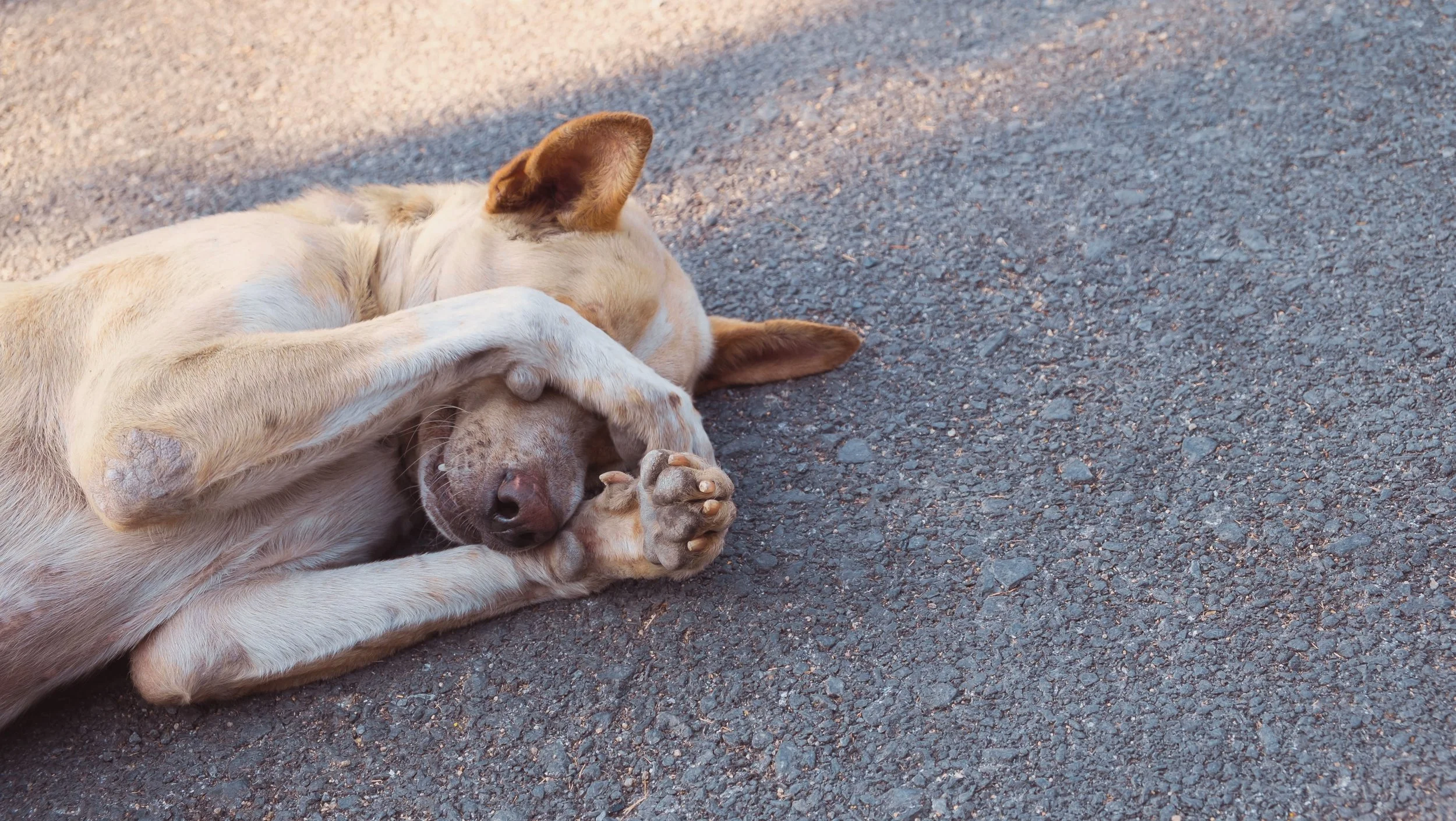 Shy, Fearful, and Reactive Dogs Part 2
