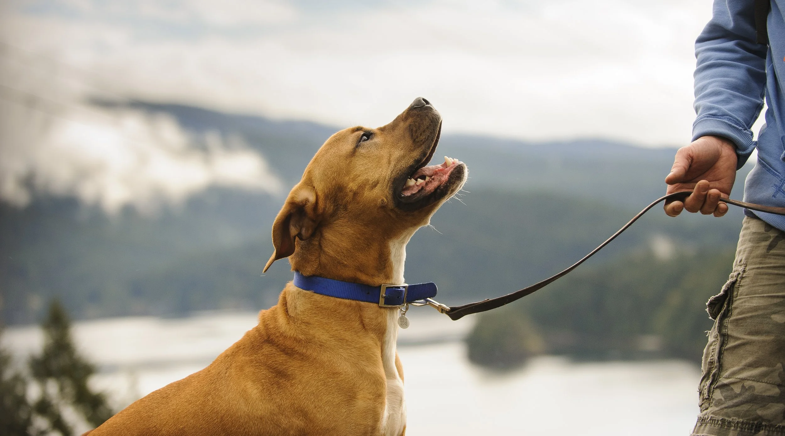The Art of "Having" Attention: A Deeper Look into Dog-Human Relationships