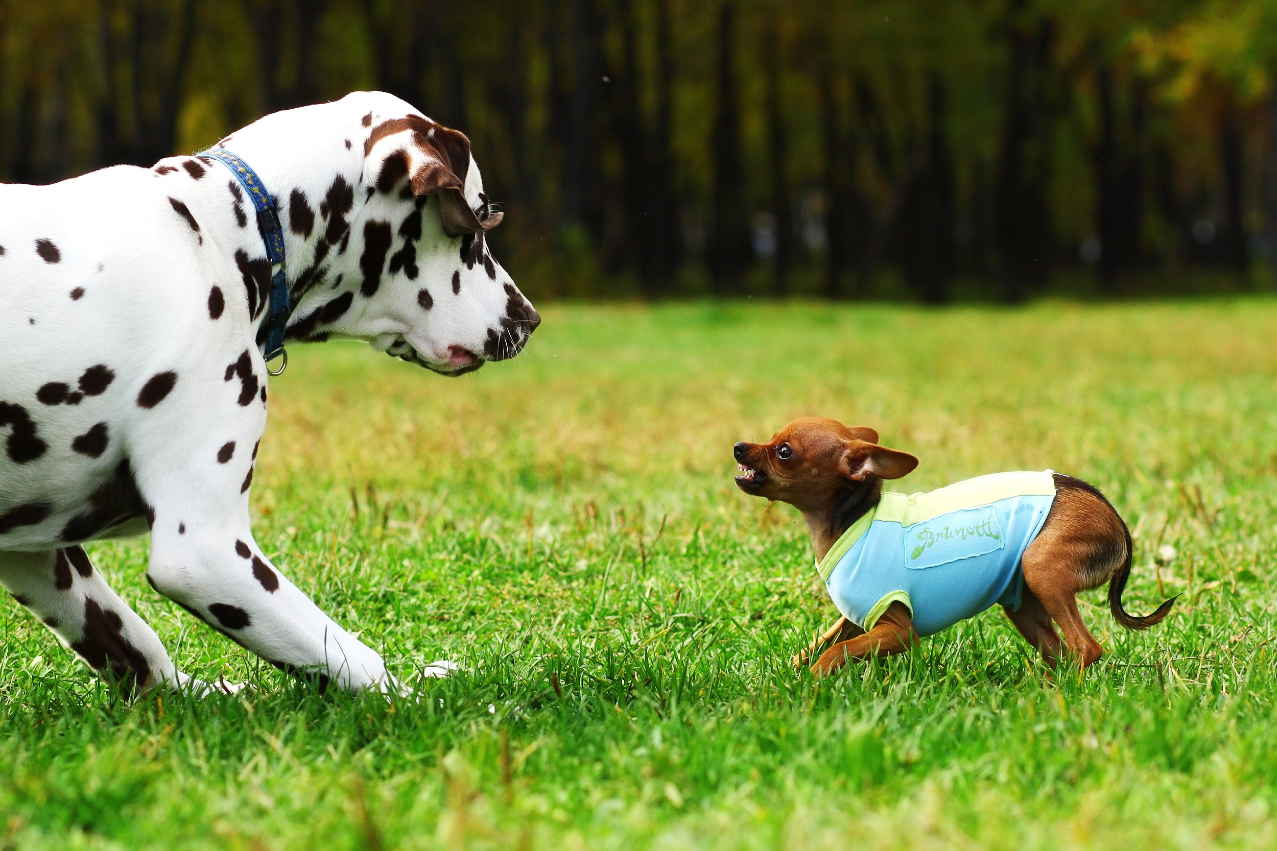 Why Do Little Dogs Instigate Fights with Big Dogs? The Surprising Reasons