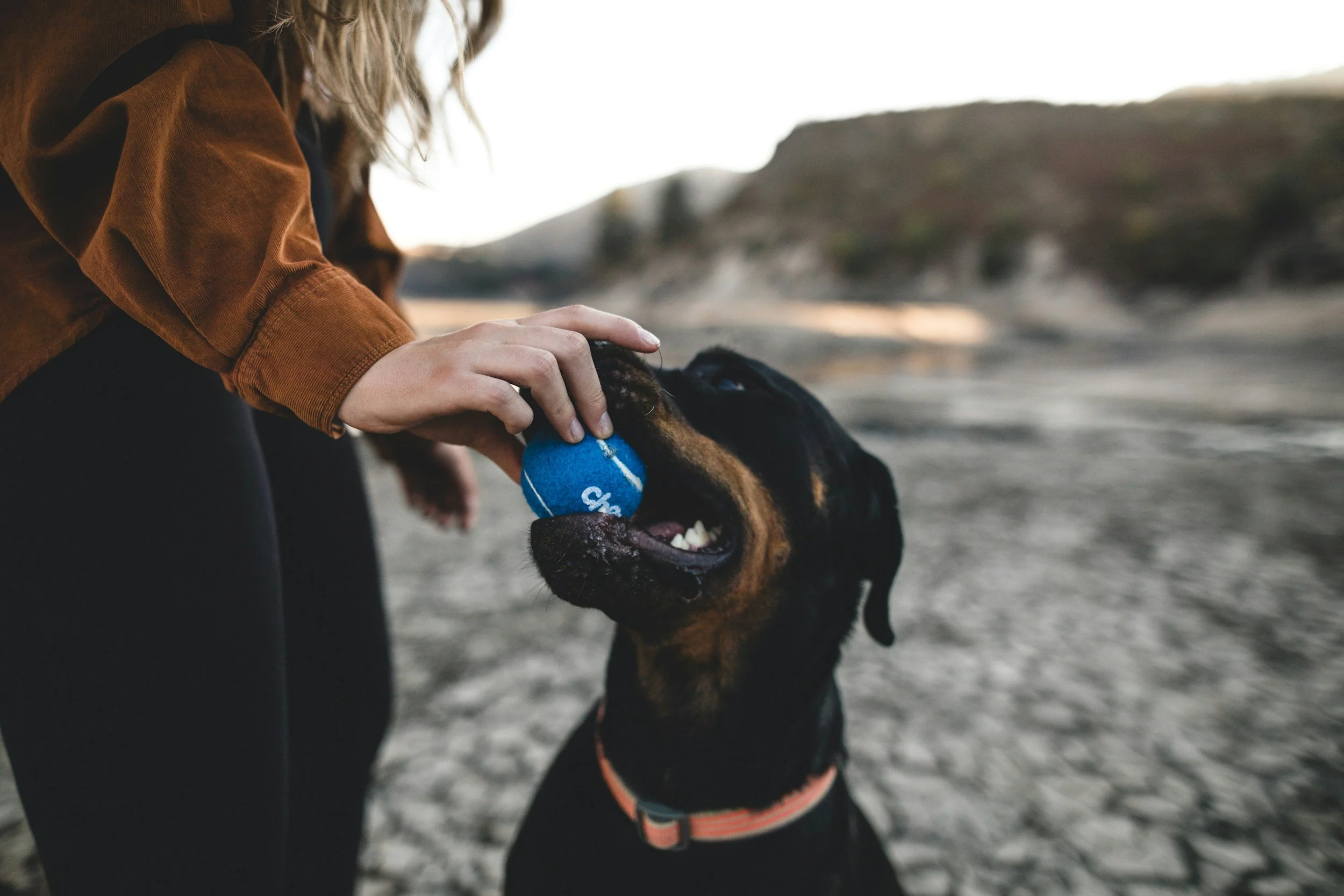 The Art of Asking Permission: Your Guide to Proper Etiquette for Petting Strange Dogs