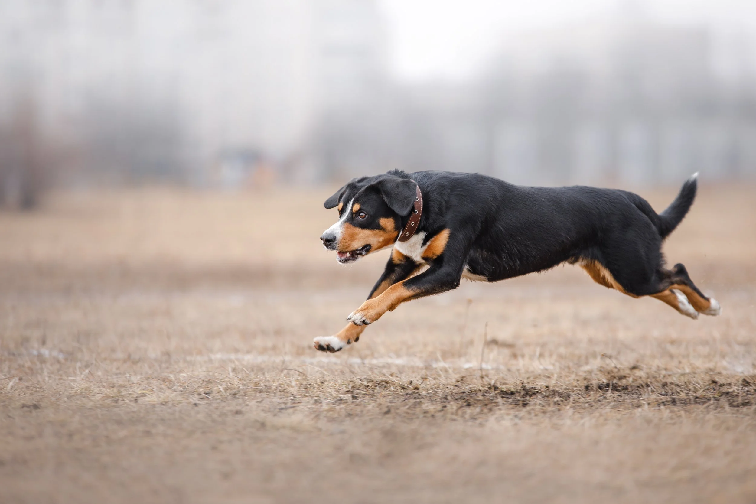 Chasing and Prey Drive